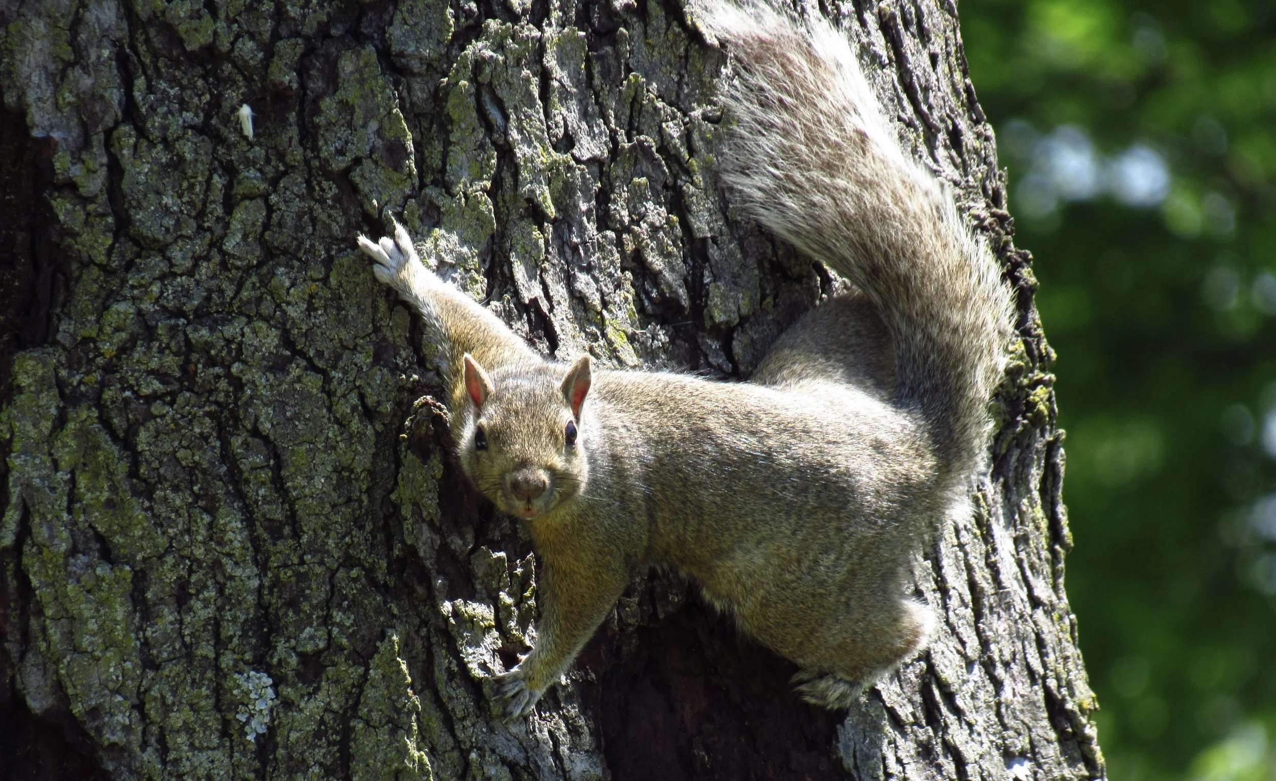 Squirrel