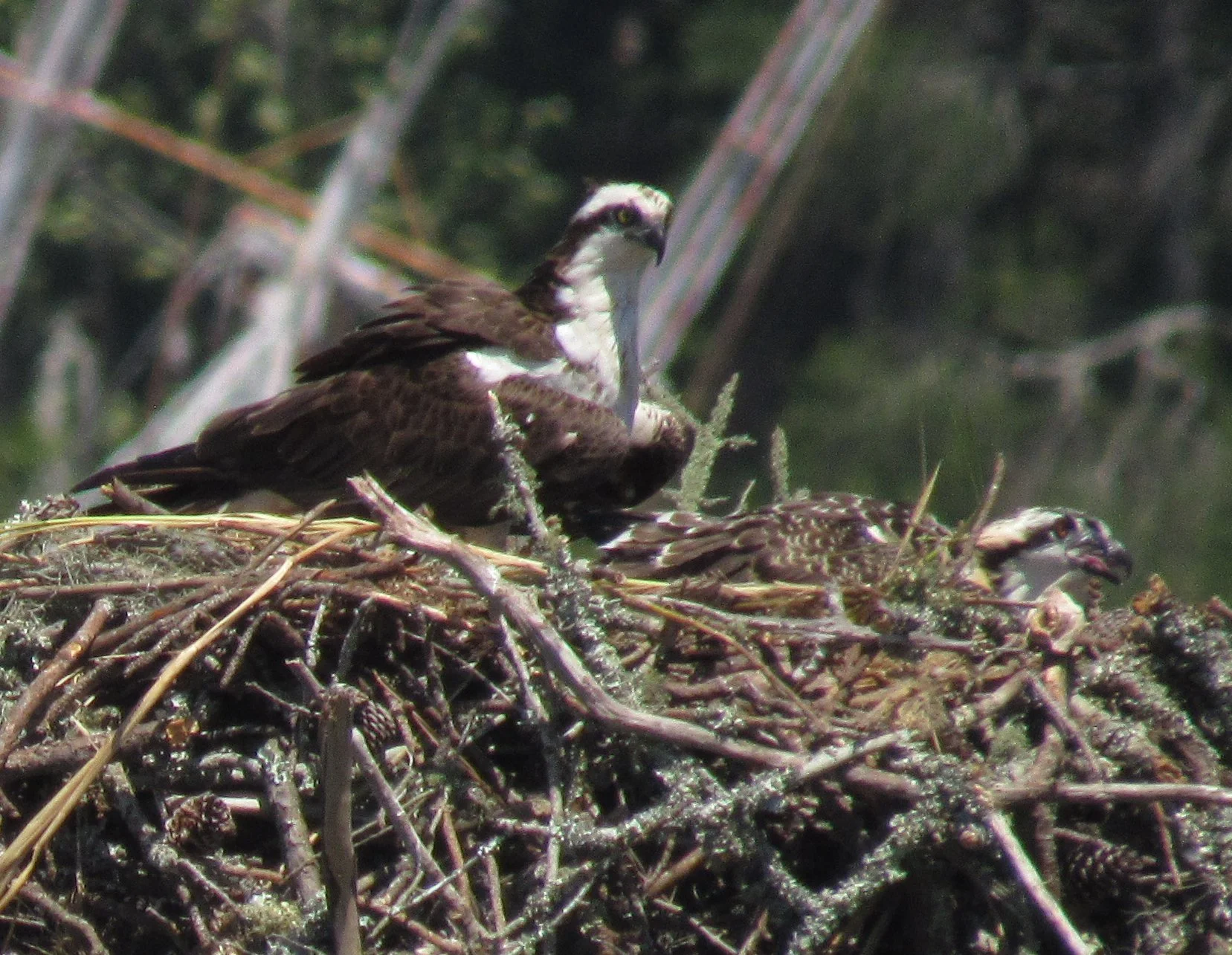 Osprey