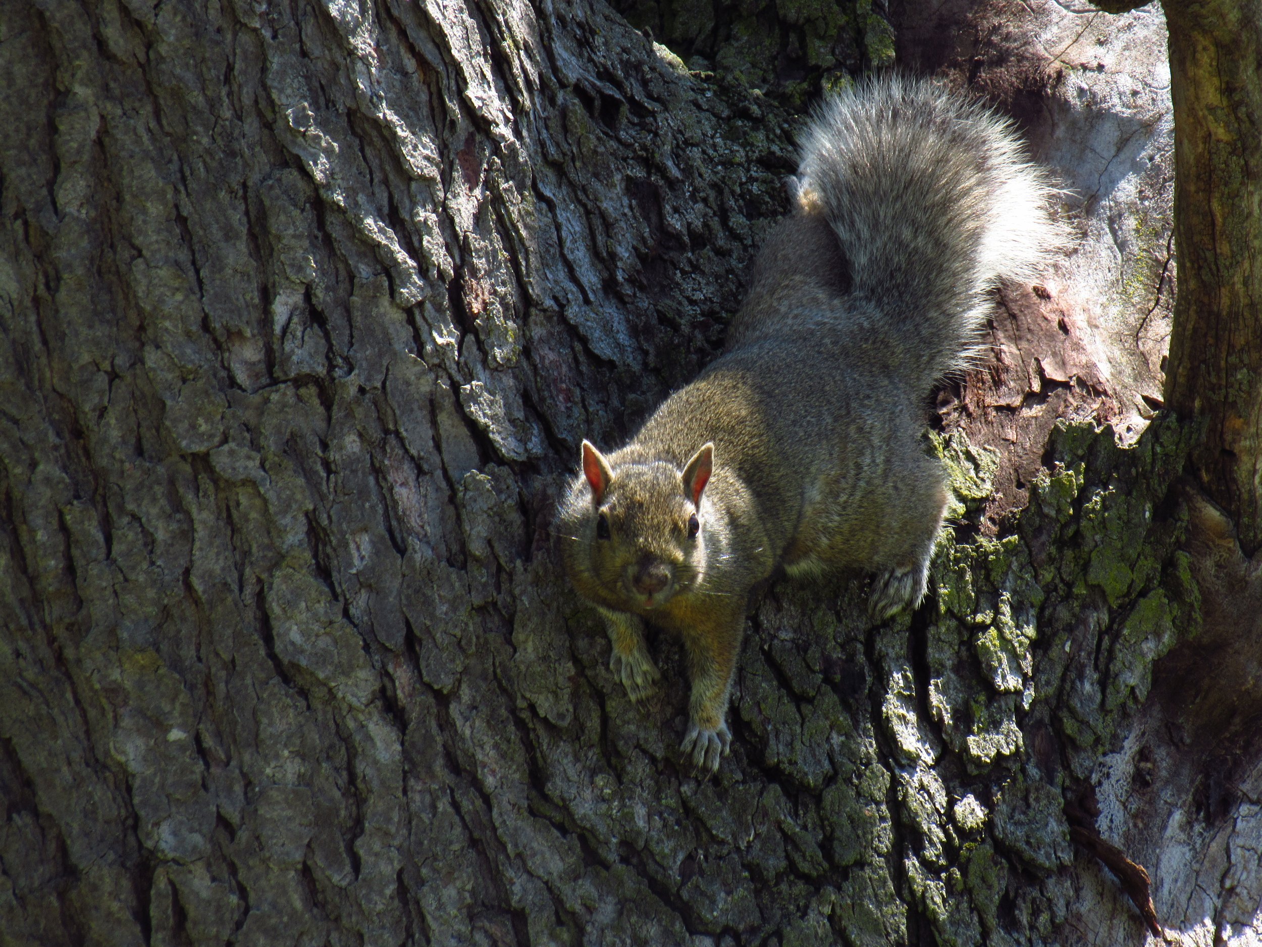 Squirrel