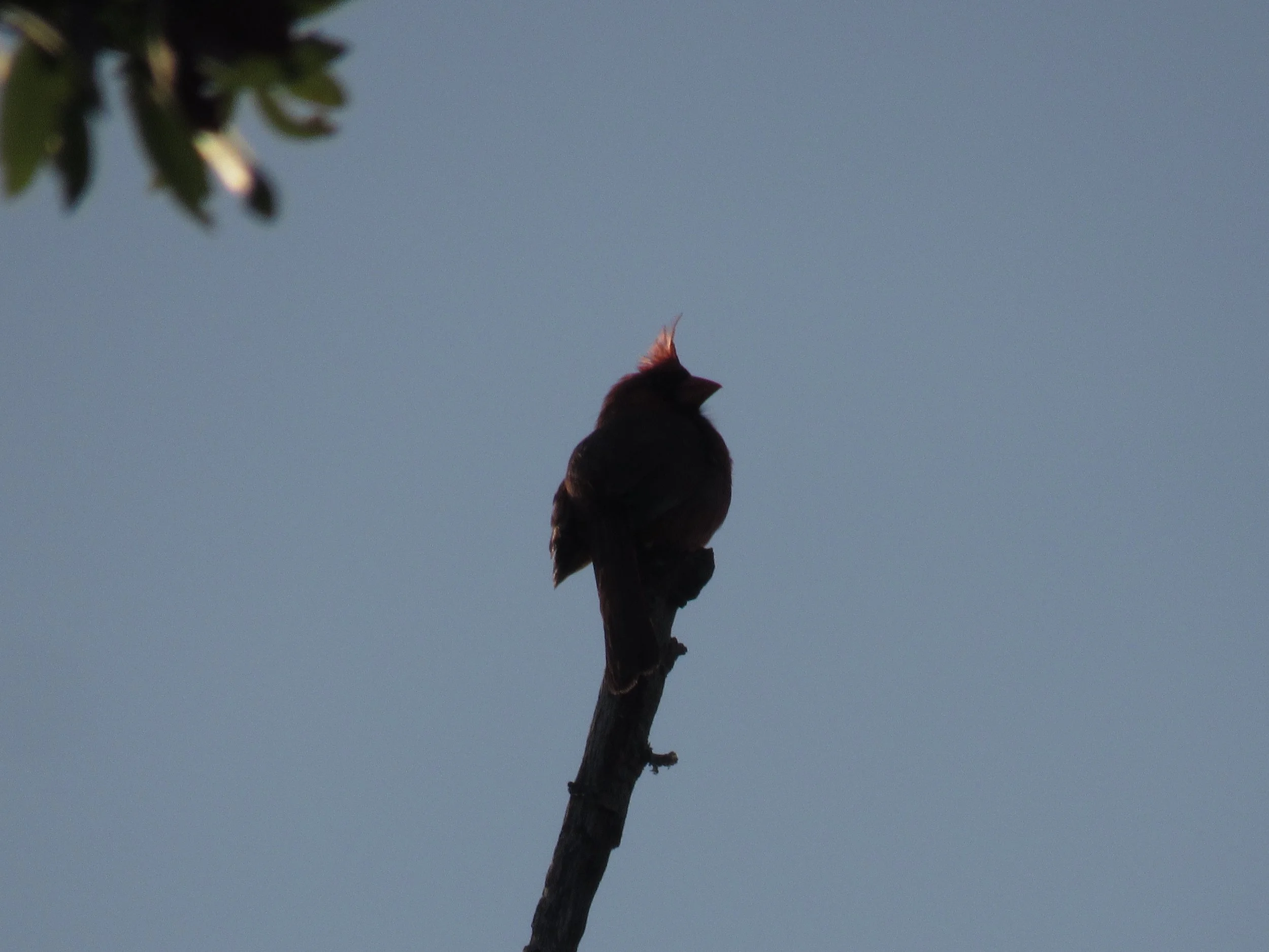 Northern Cardinal 
