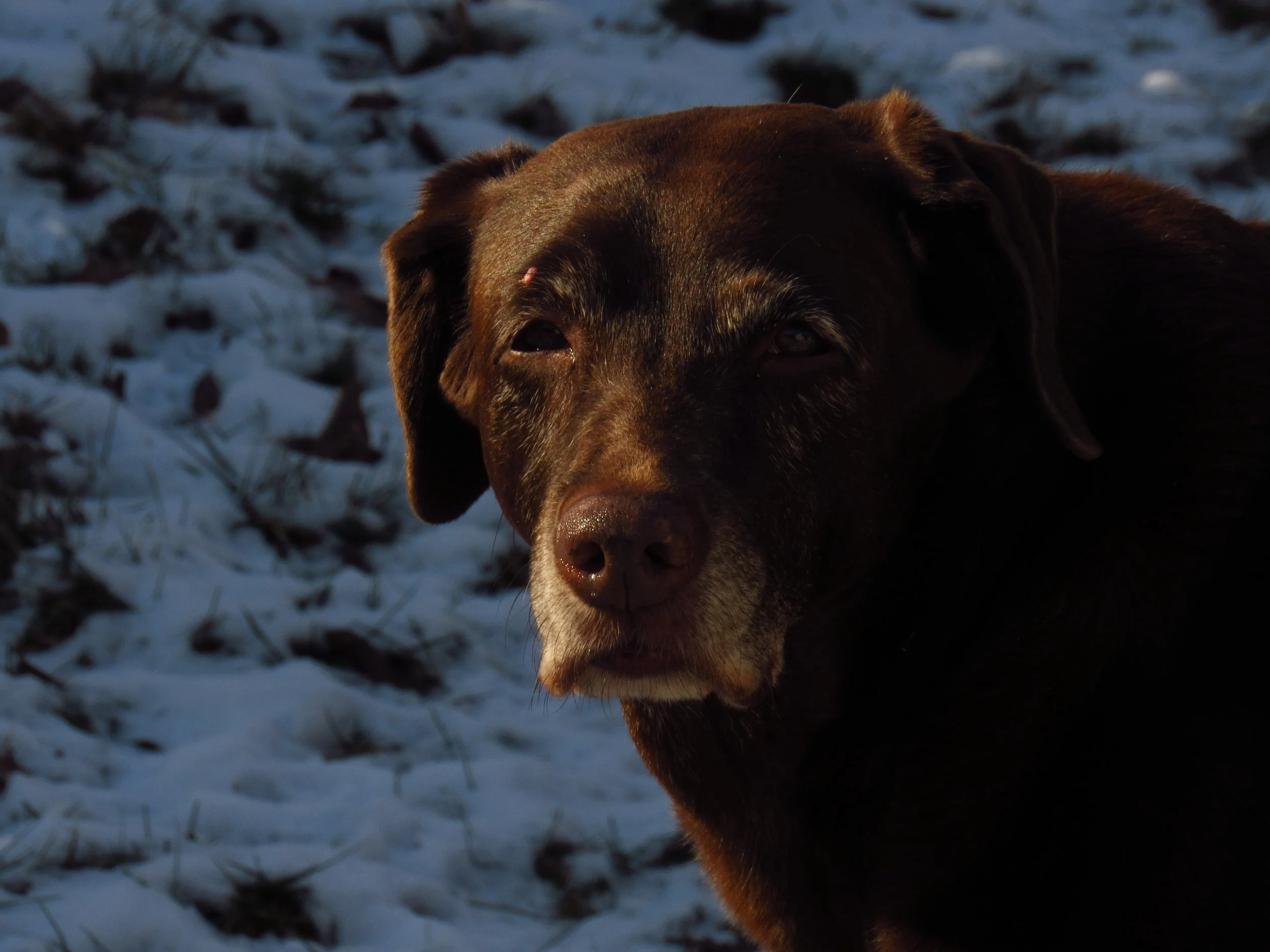 One of my dogs, Josie, Chocolate Labrador