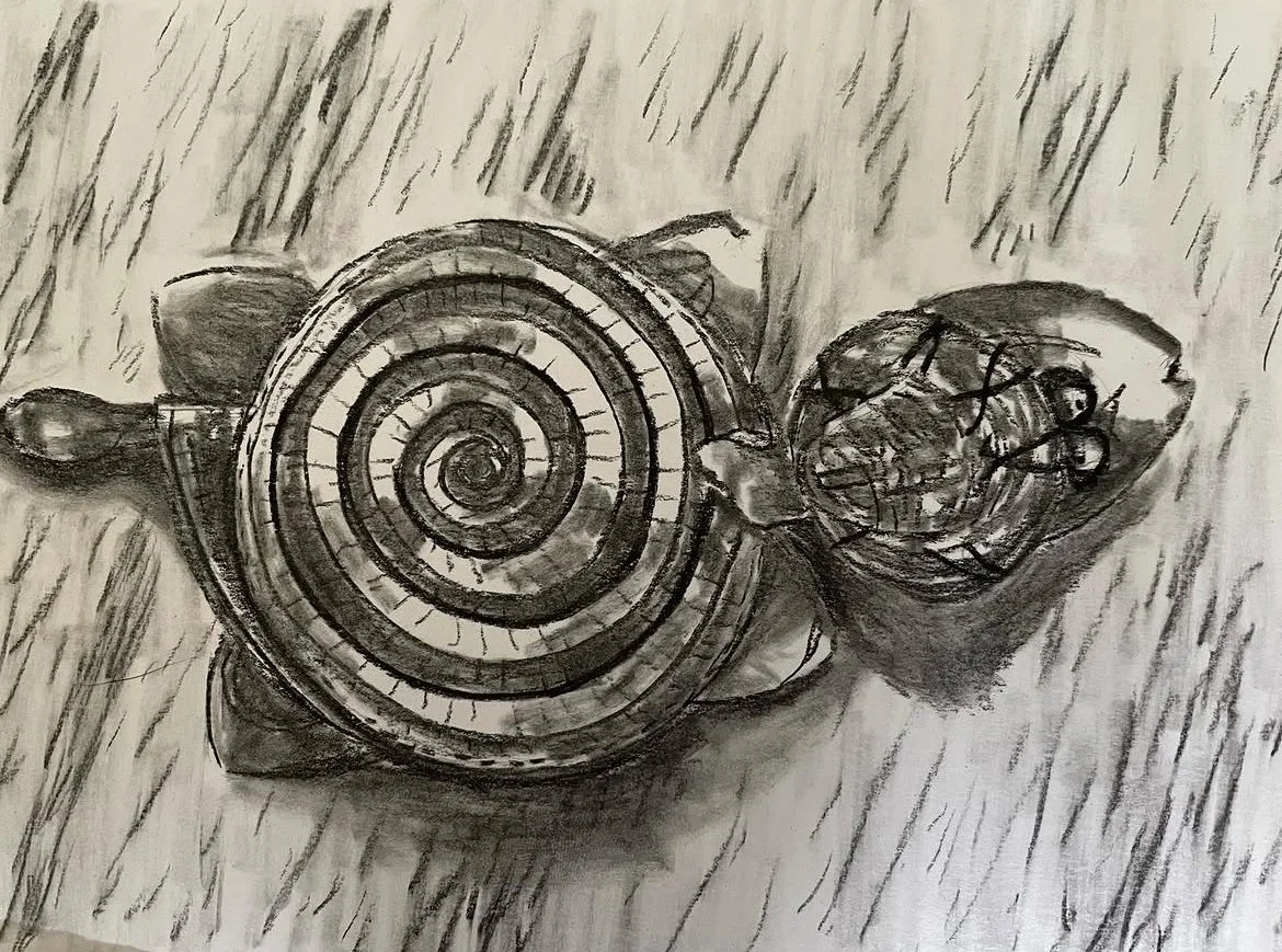 Hat Turtle, charcoal pencil (?)