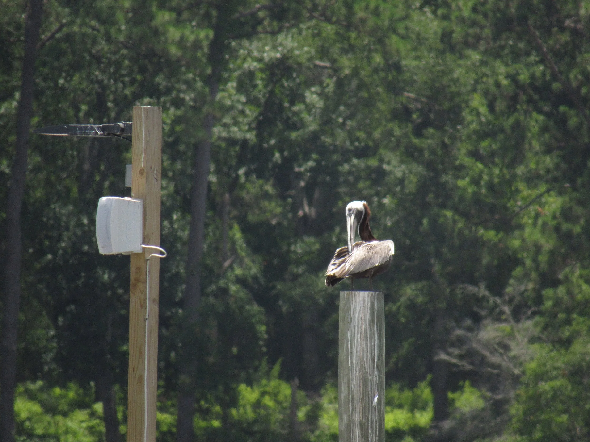 Brown Pelican