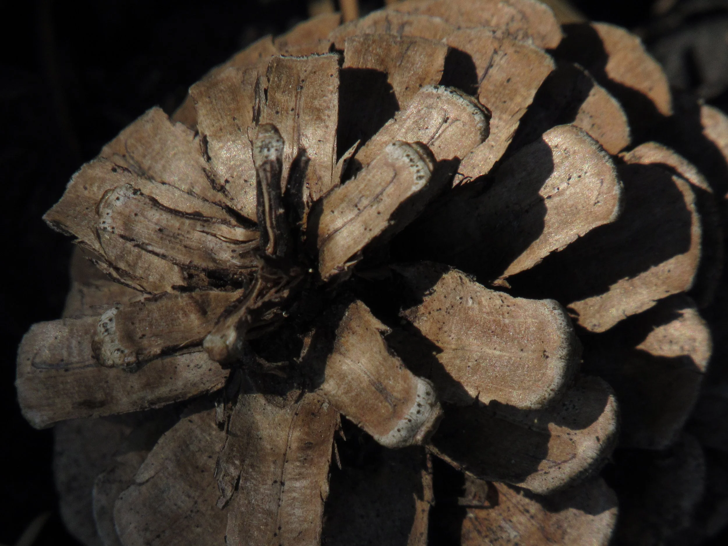 A series of pinecones
