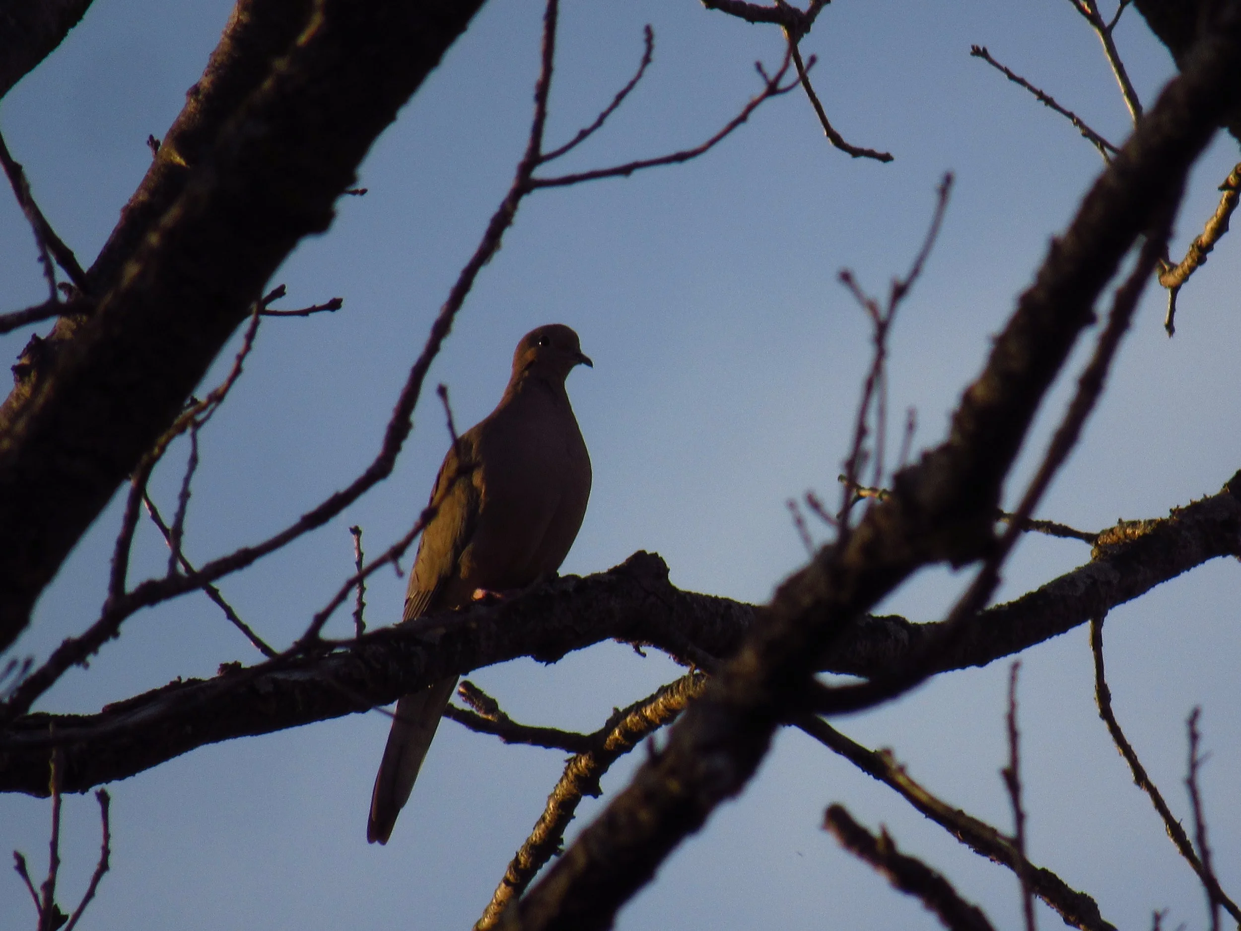 Mourning Dove
