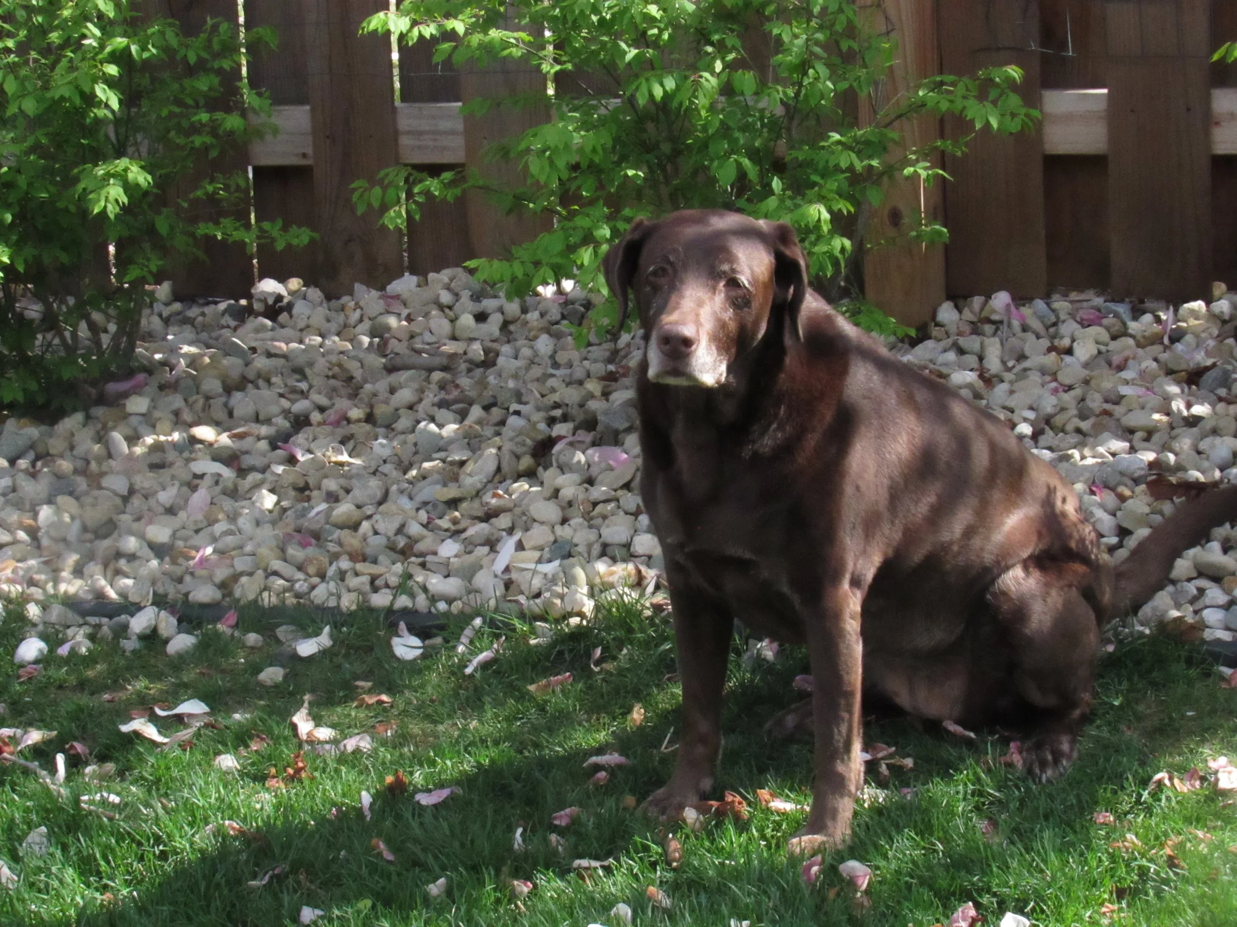 Josie