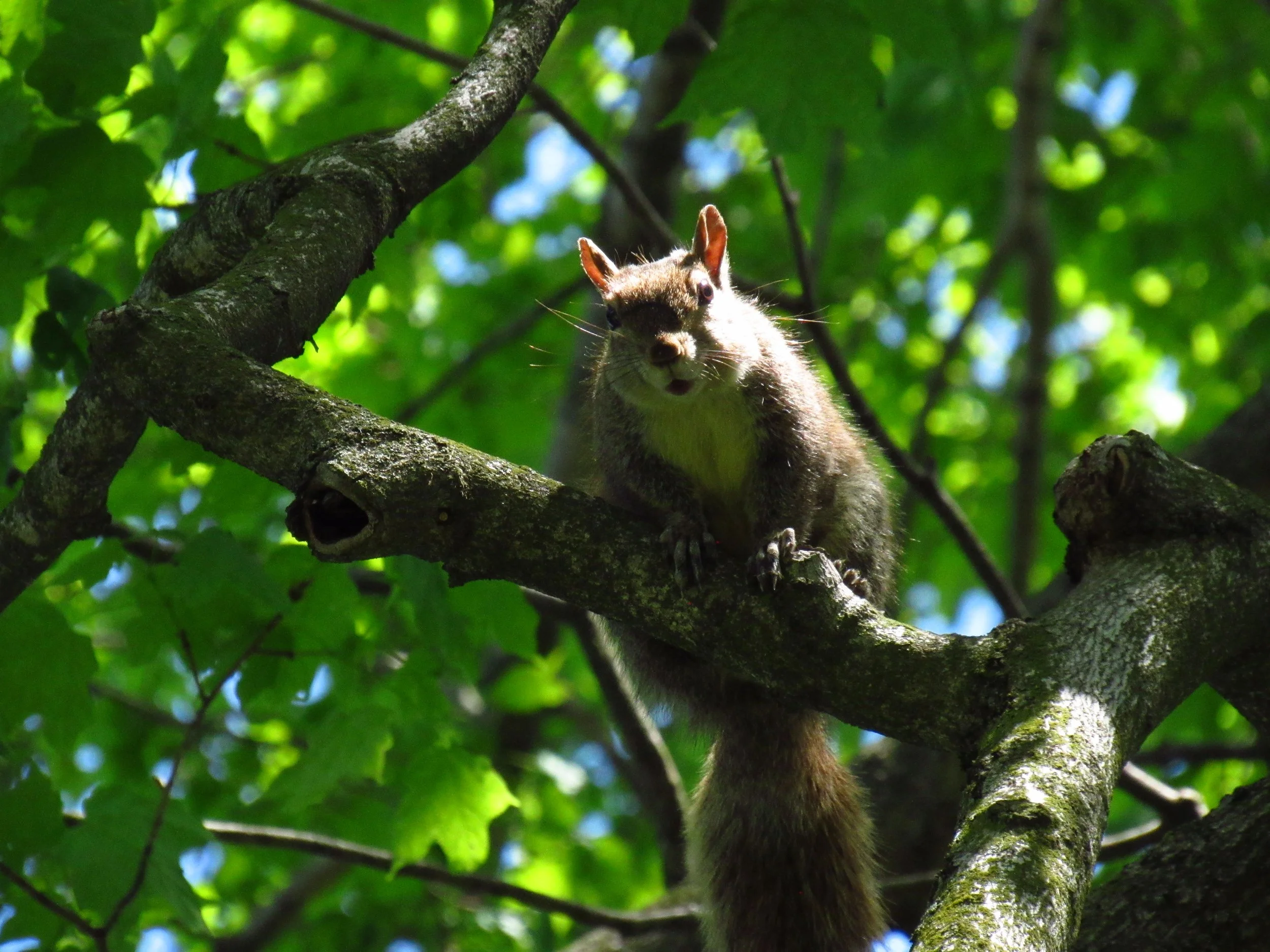 Squirrel