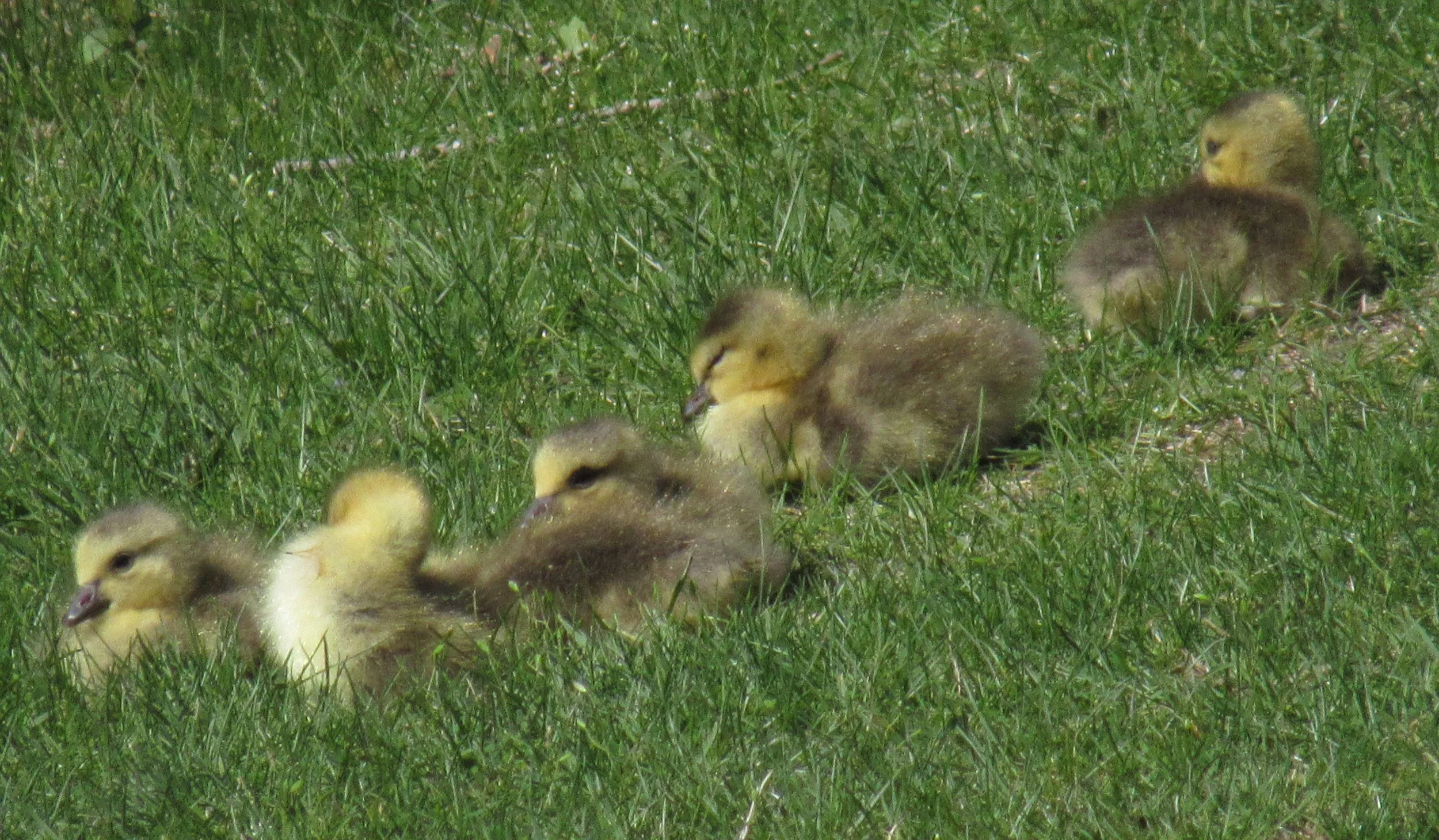 Canadian Gooselings 
