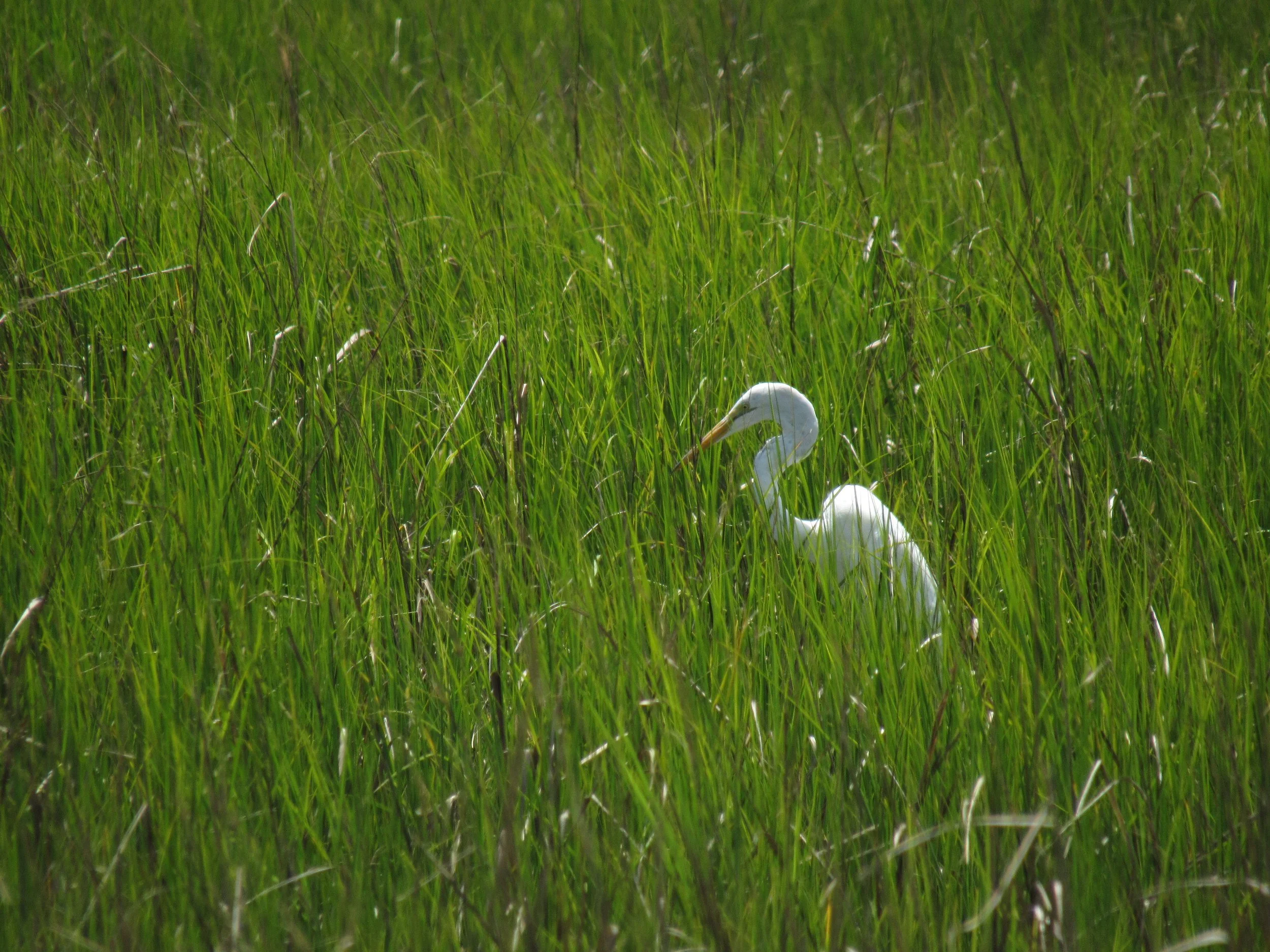 Great Egret