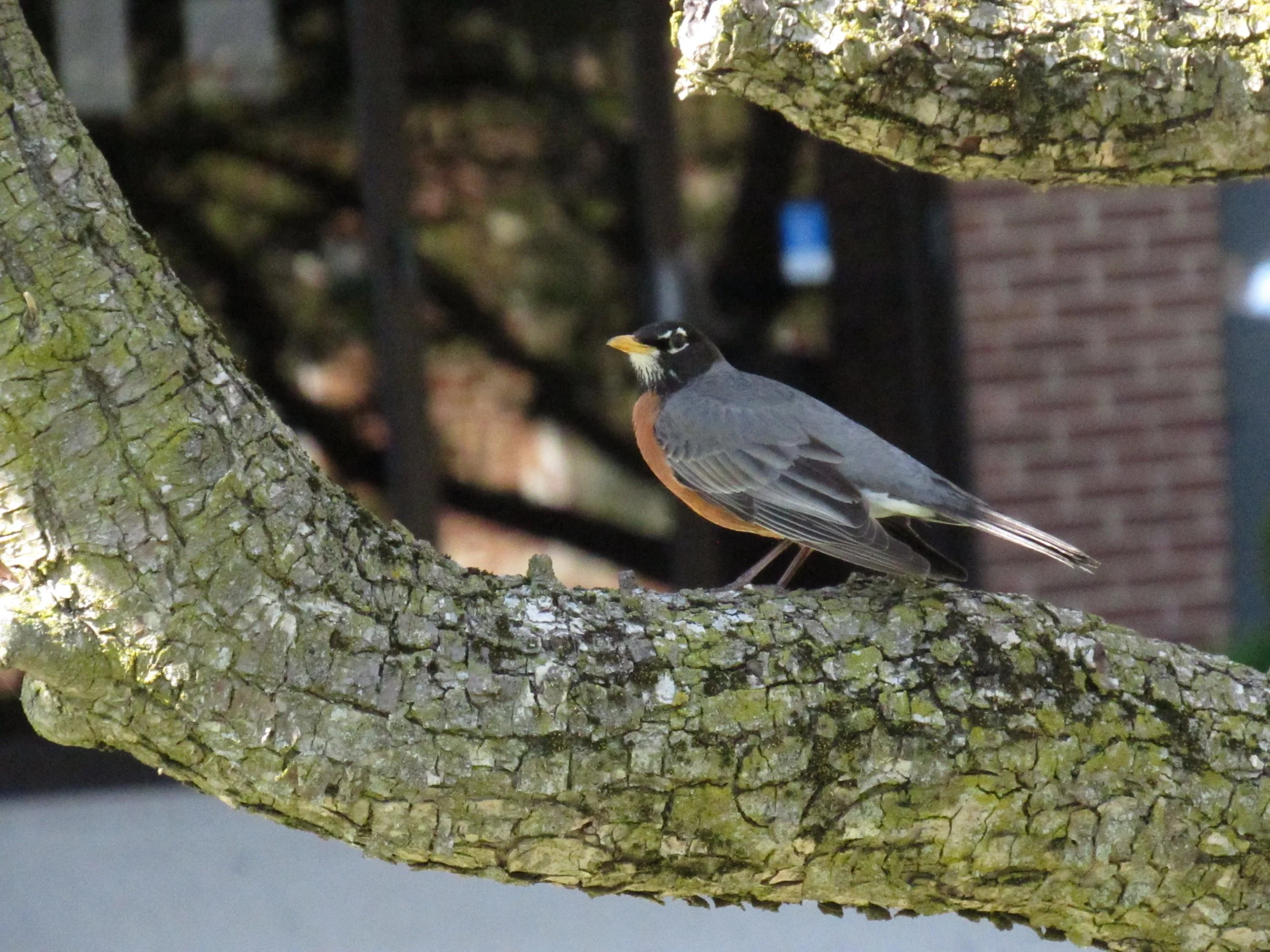 American Robin