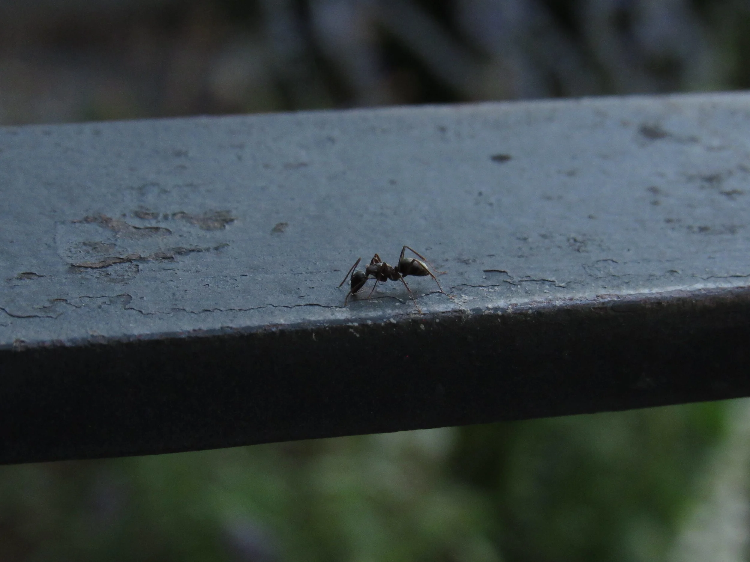 Ant