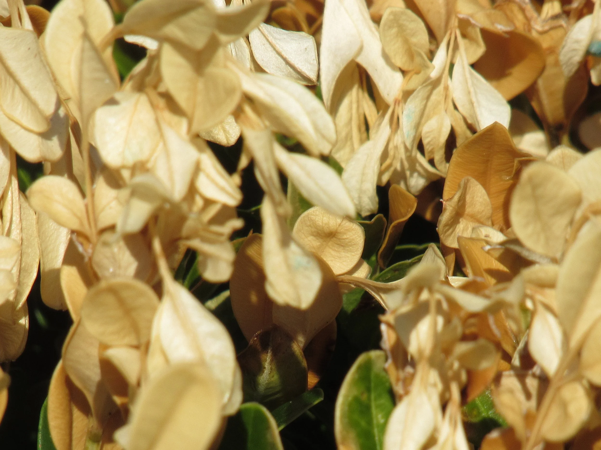 Boxwood