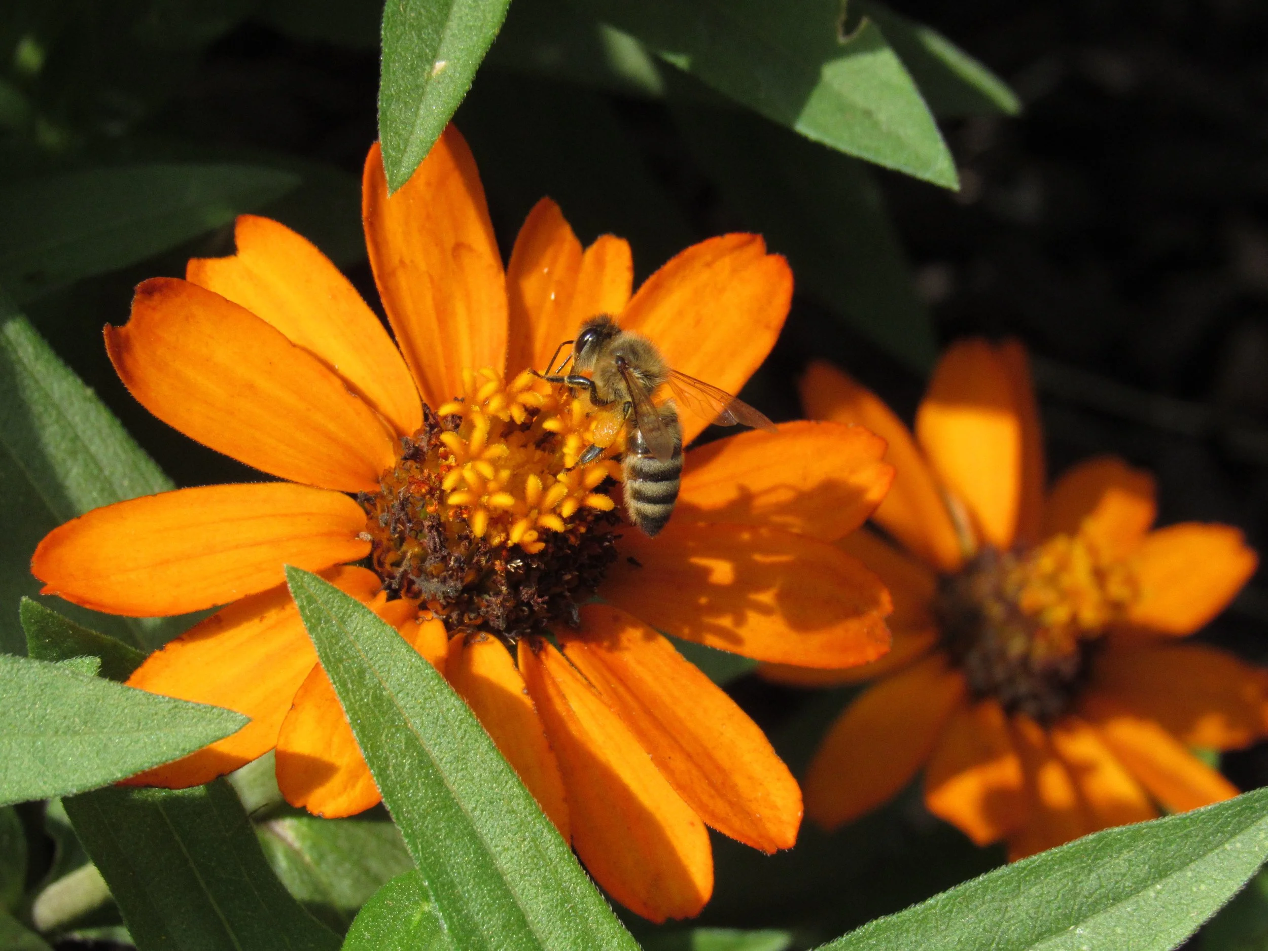 Honey bee 
