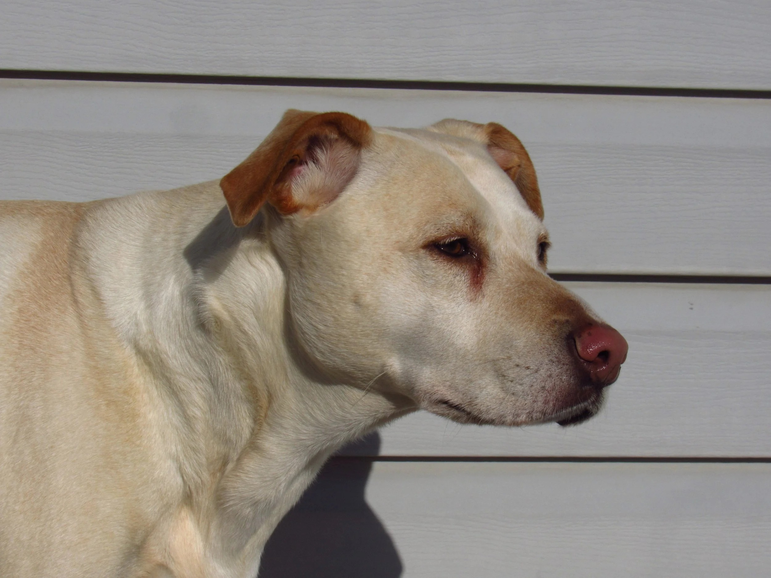 One of my dogs, Zoey, Yellow Labrador Pit mix