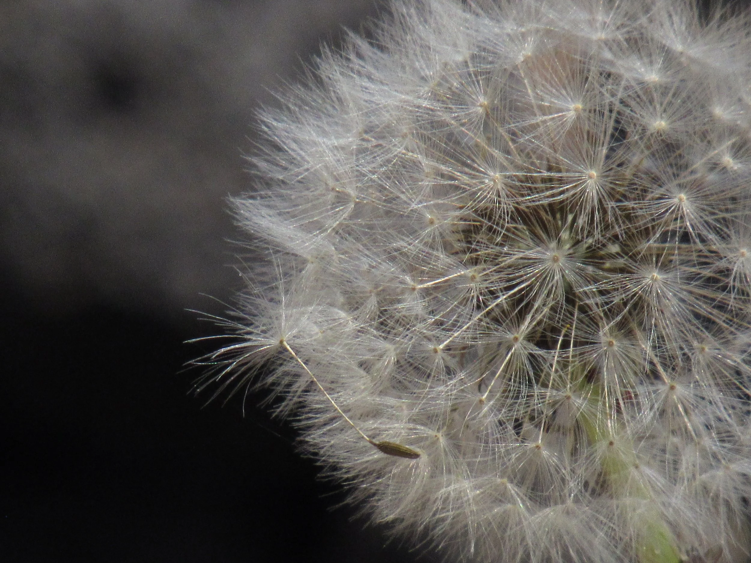Dandelion