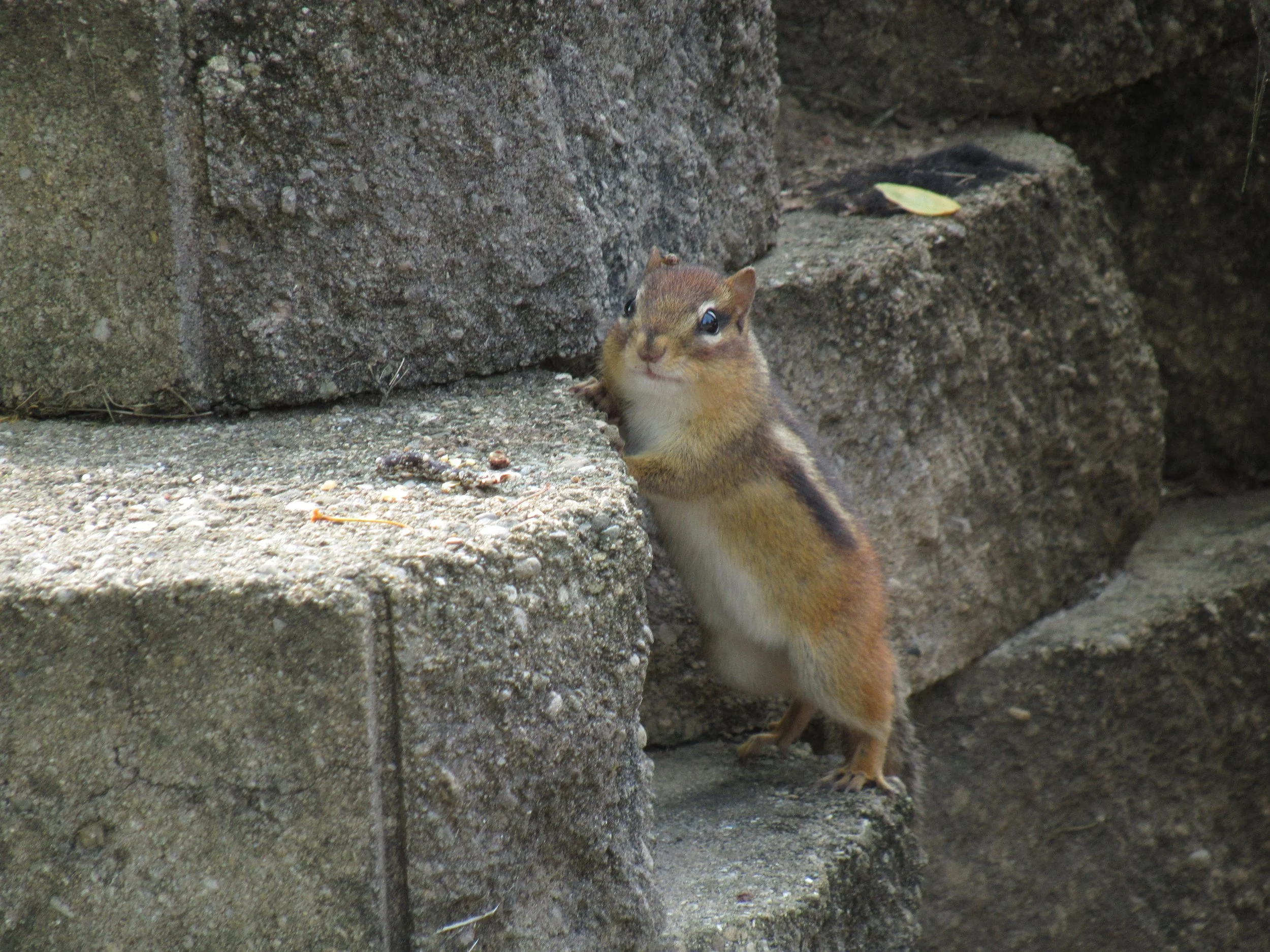 Chipmunk