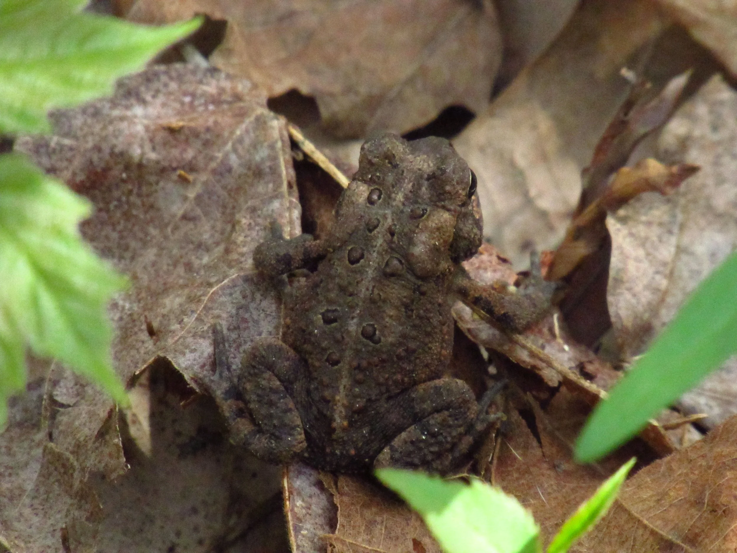 American Toad