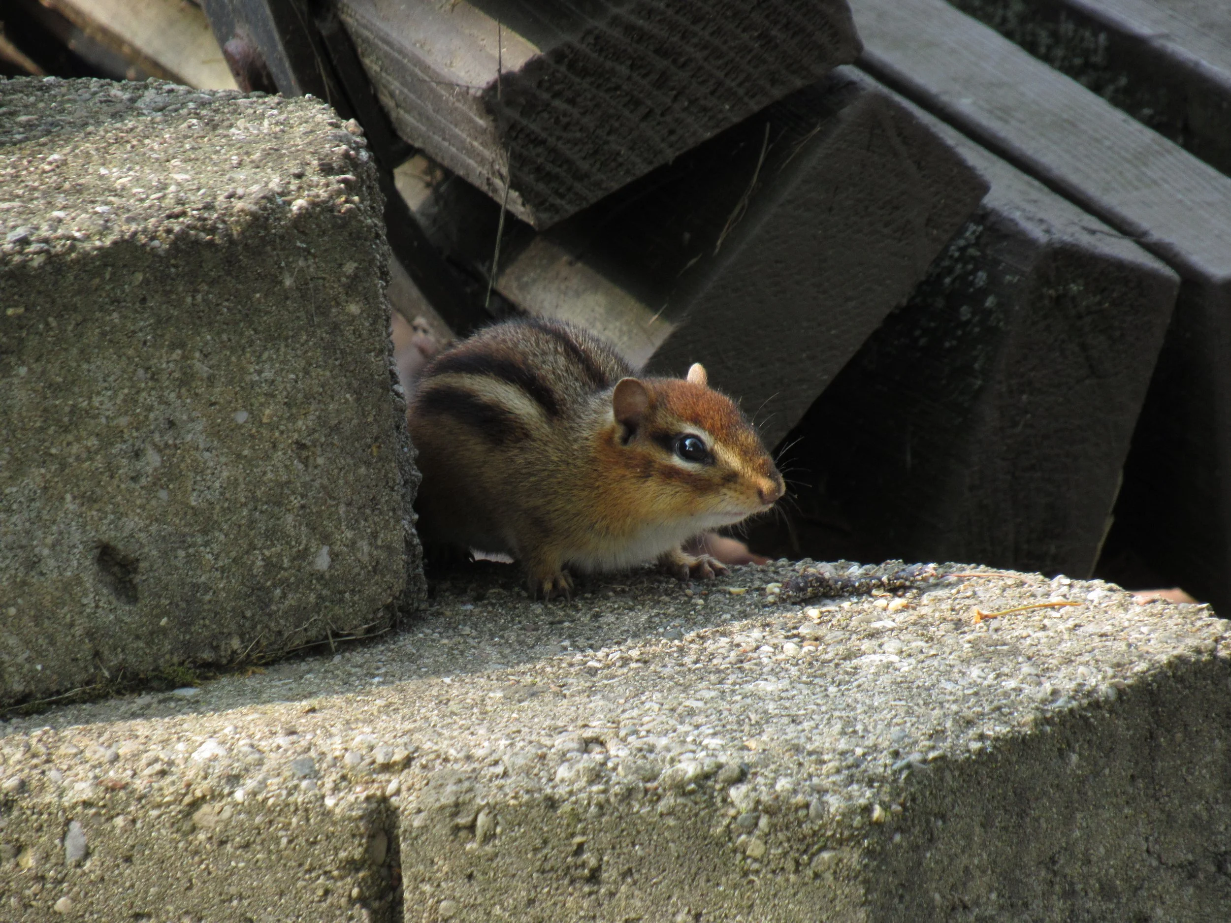 Chipmunk