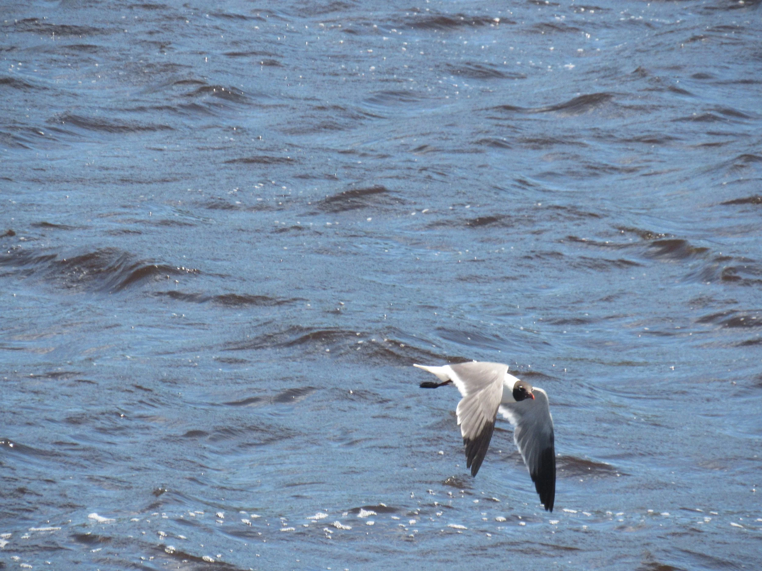 Laughing Gull