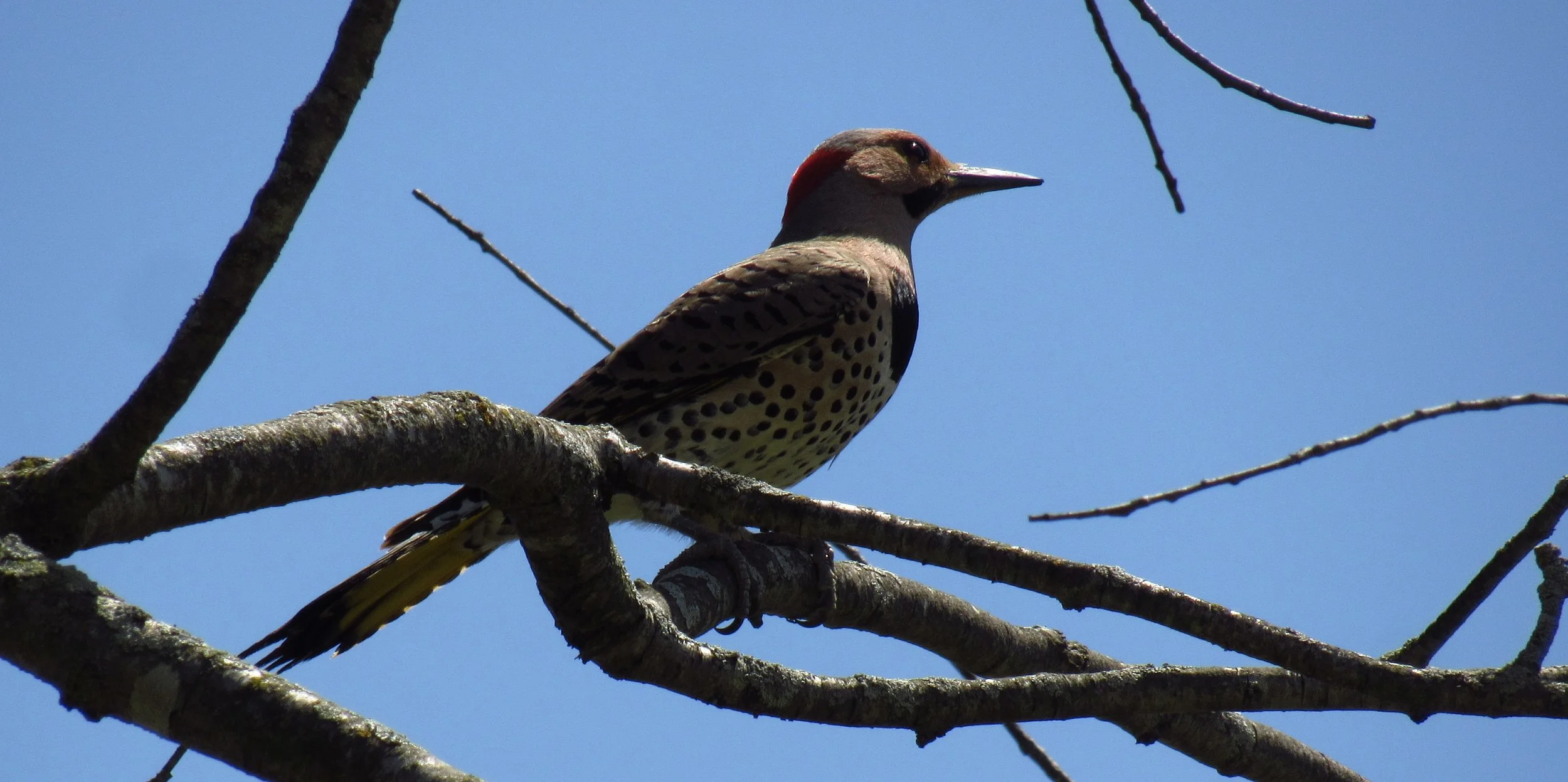 Northern Flicker