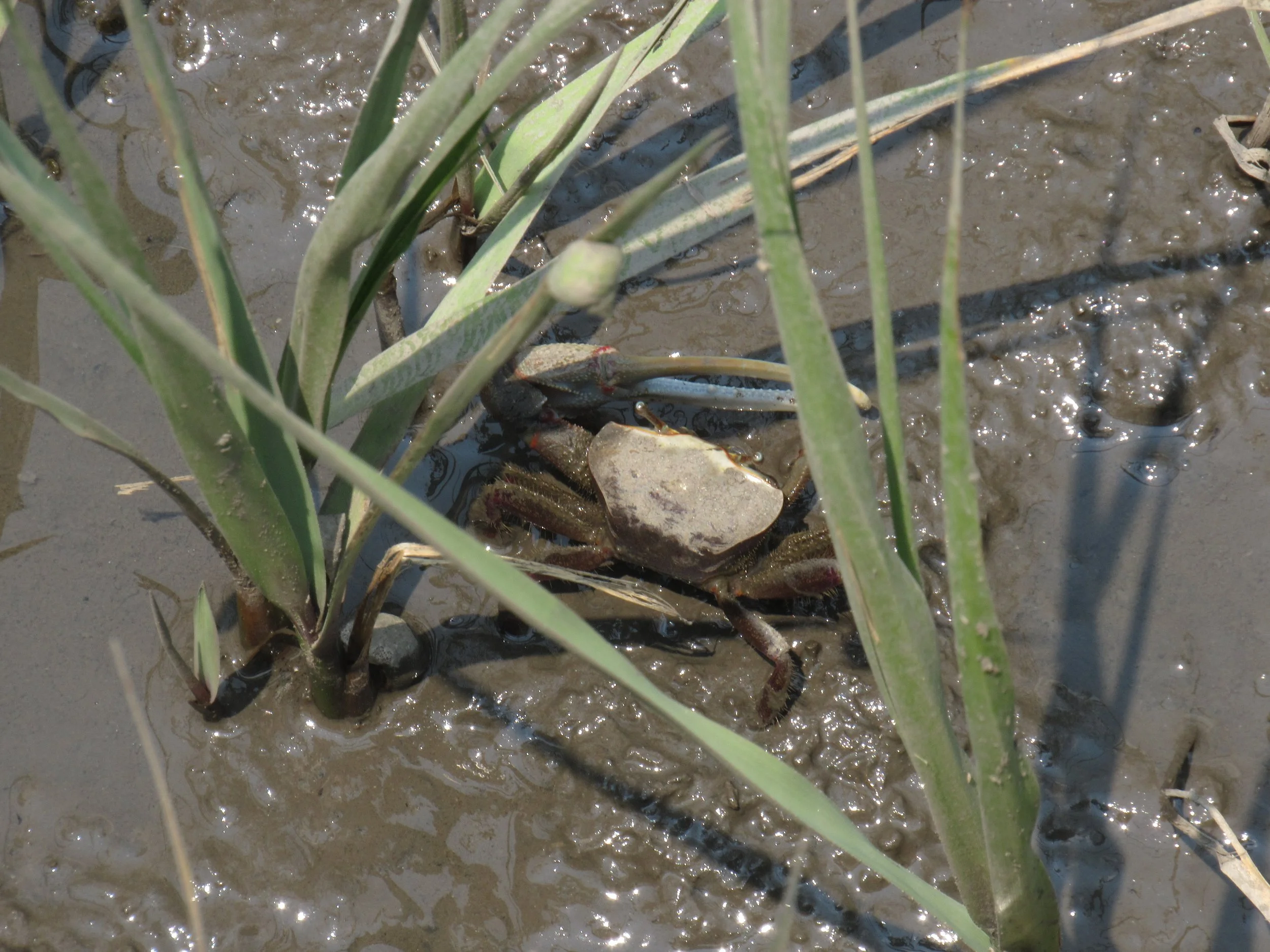 Fiddler Crab