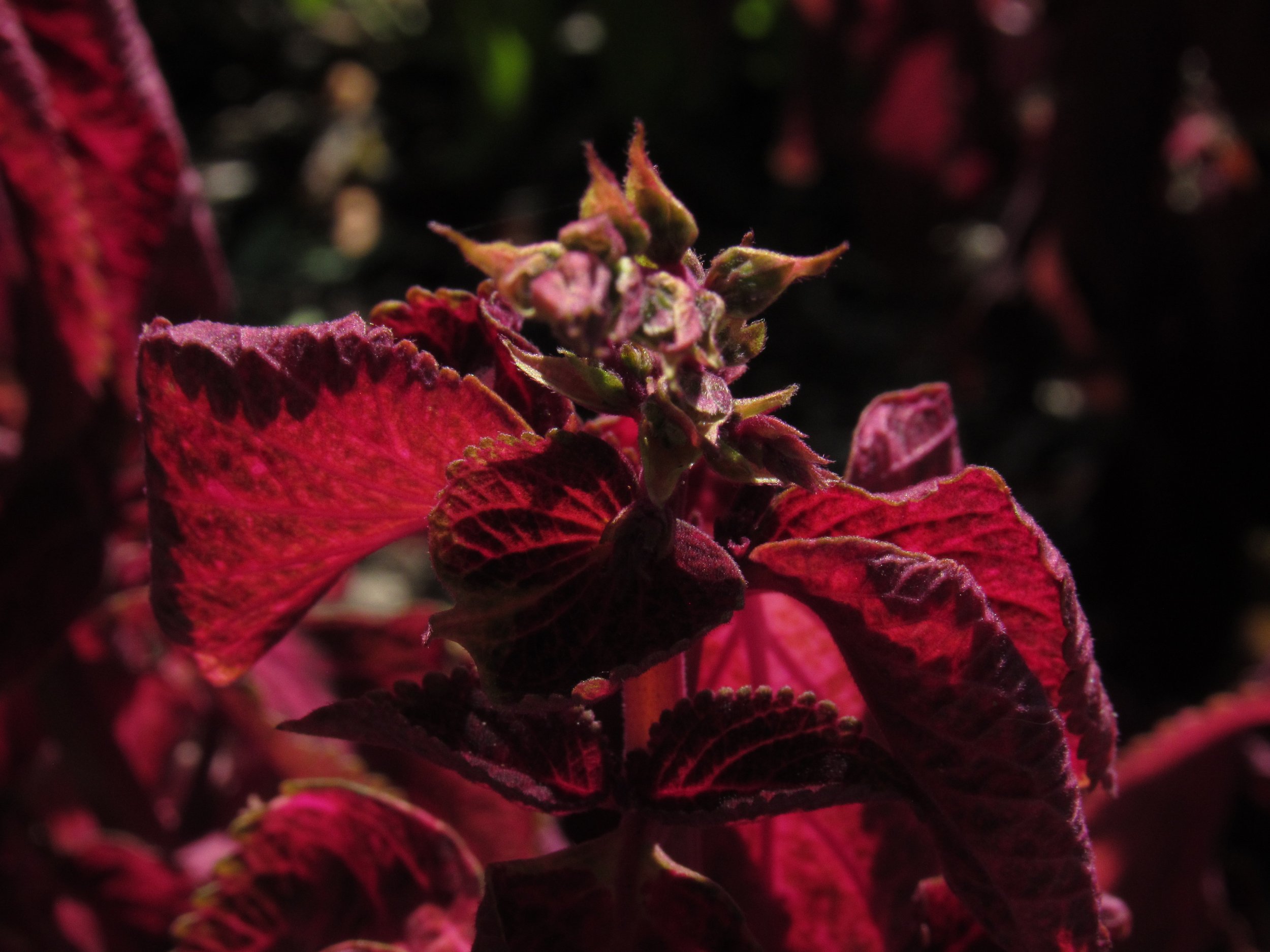 Coleus