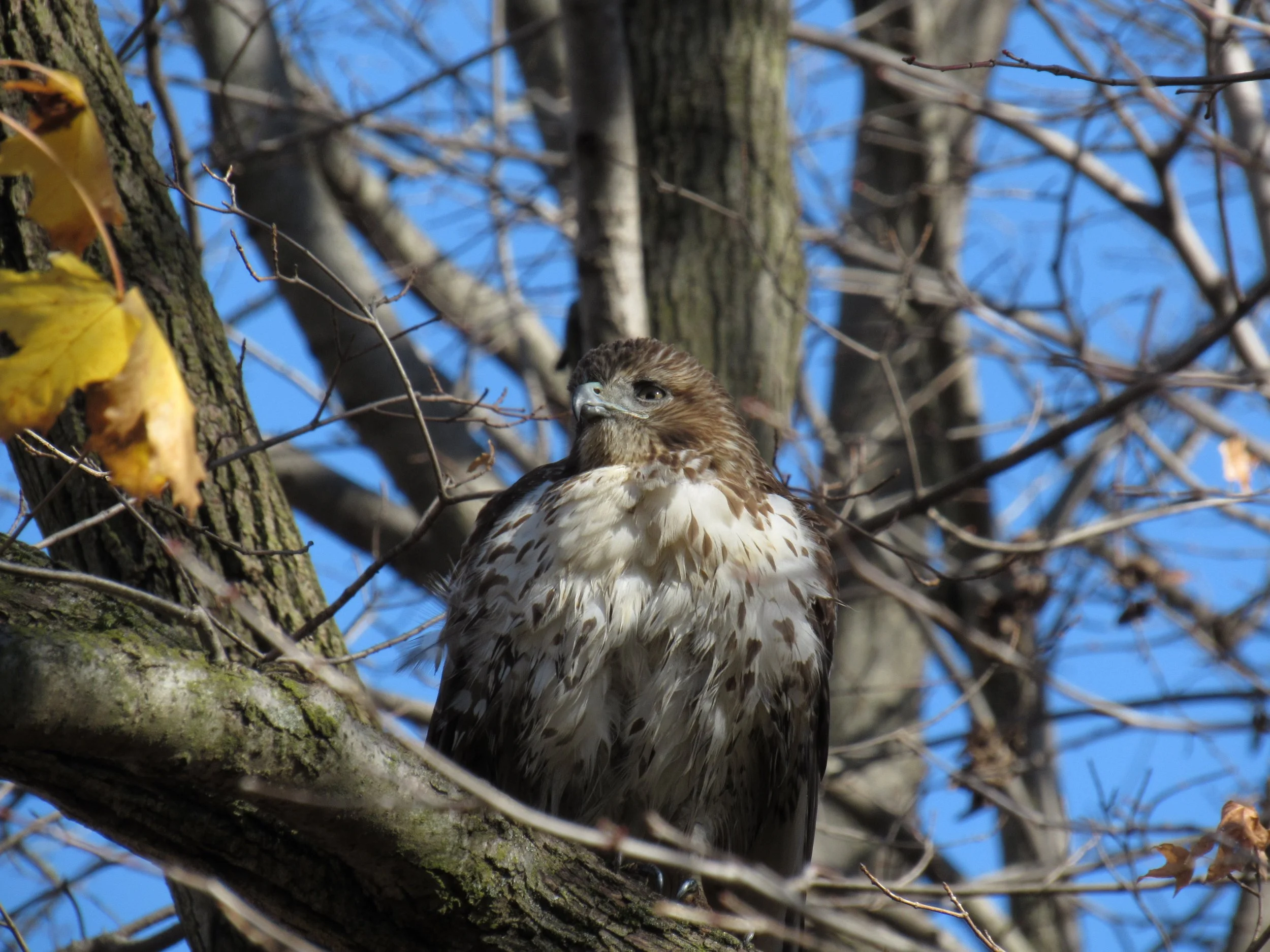 Red-tailed Hawk