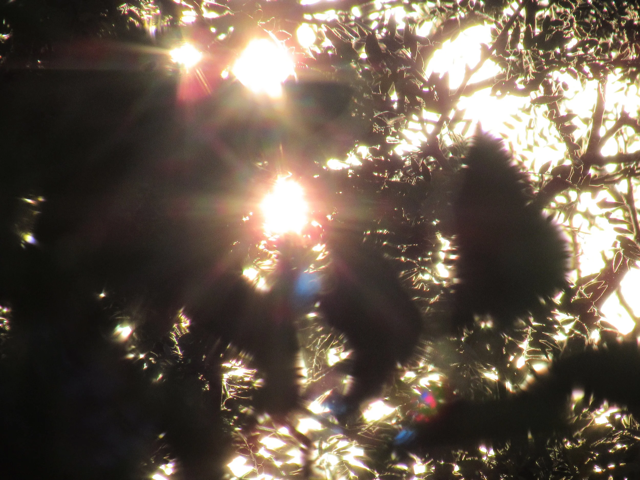 Light through branches
