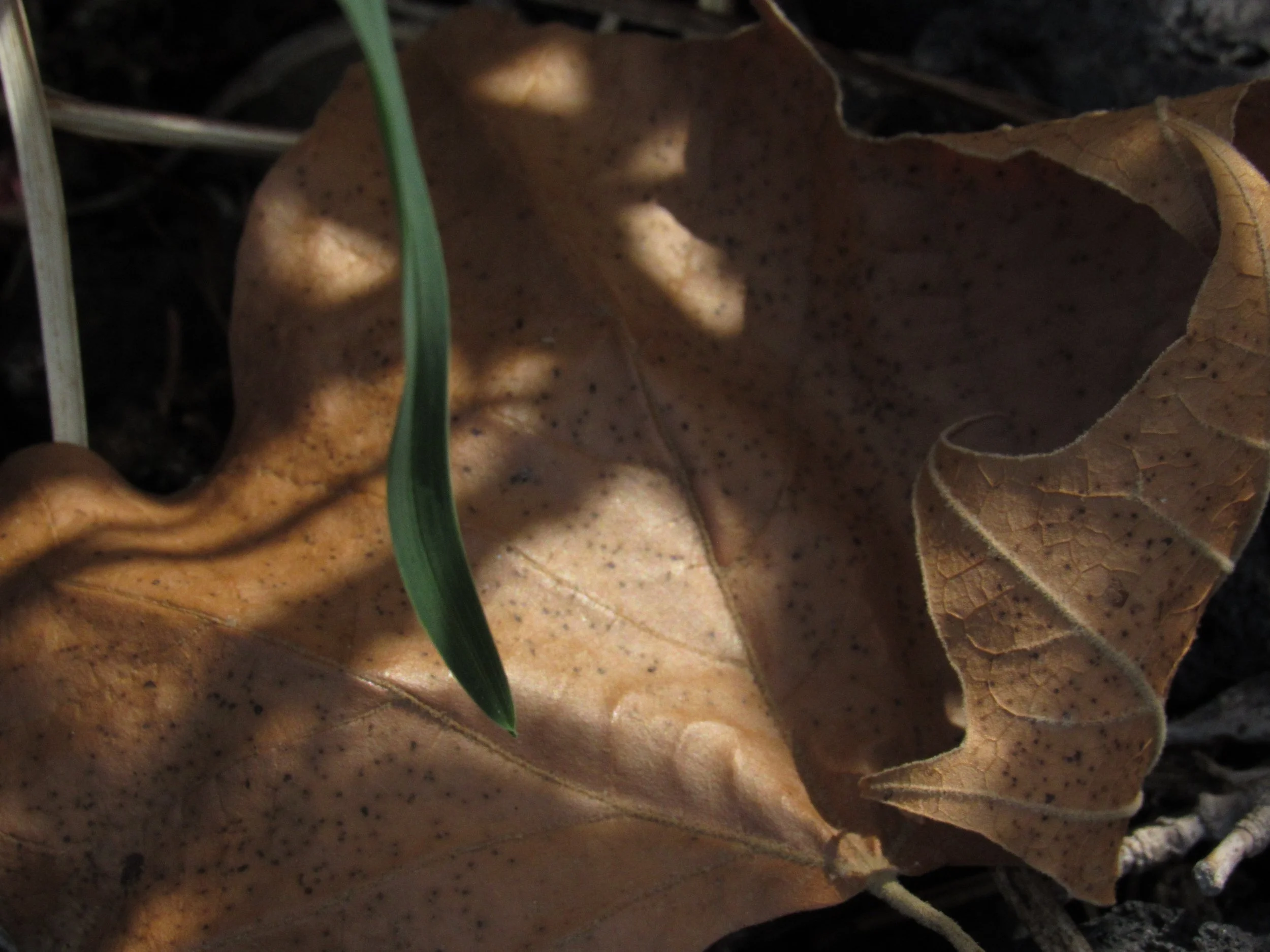 A leaf