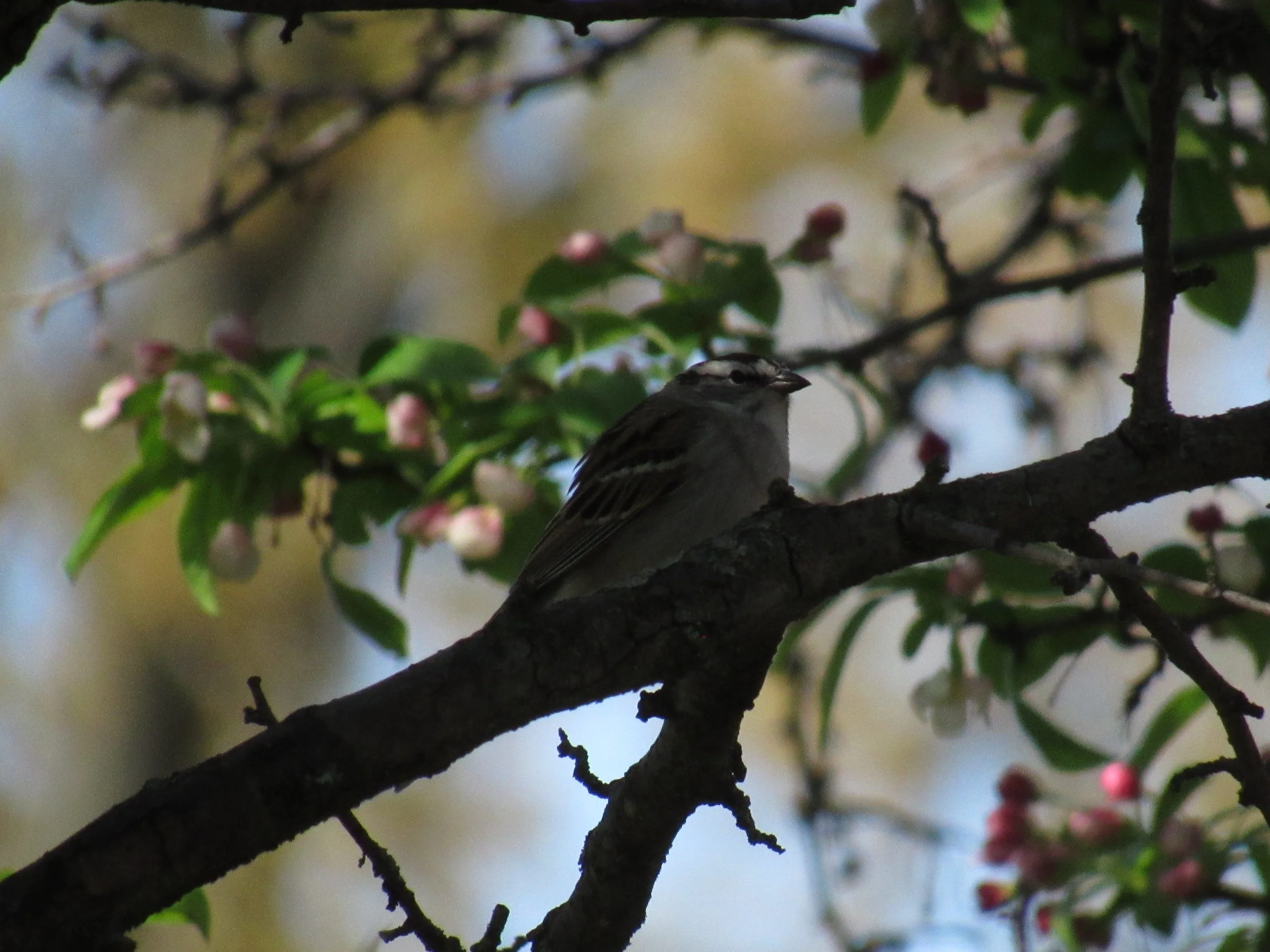 White-crowned Sparrow