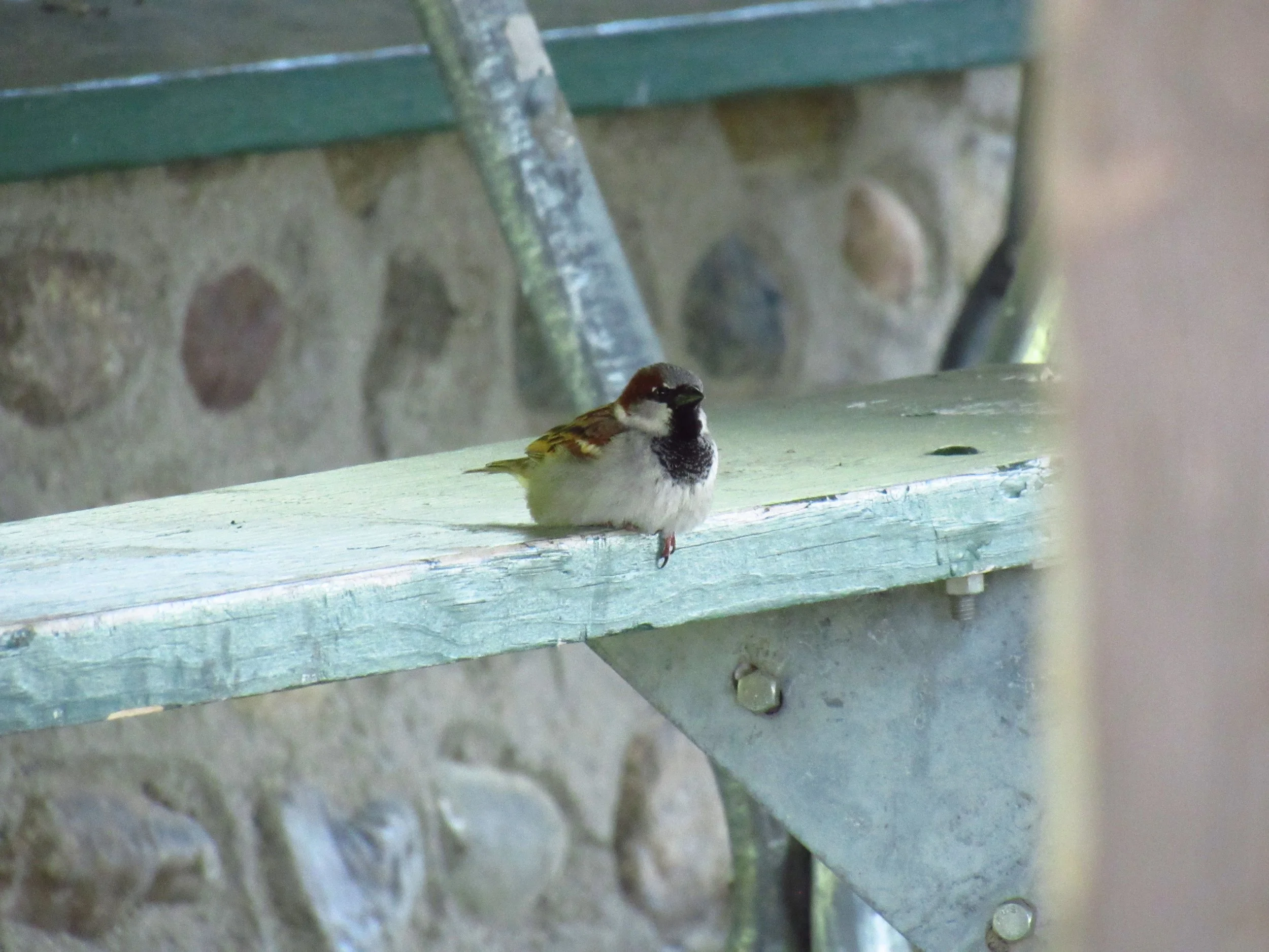 Male House Sparrow