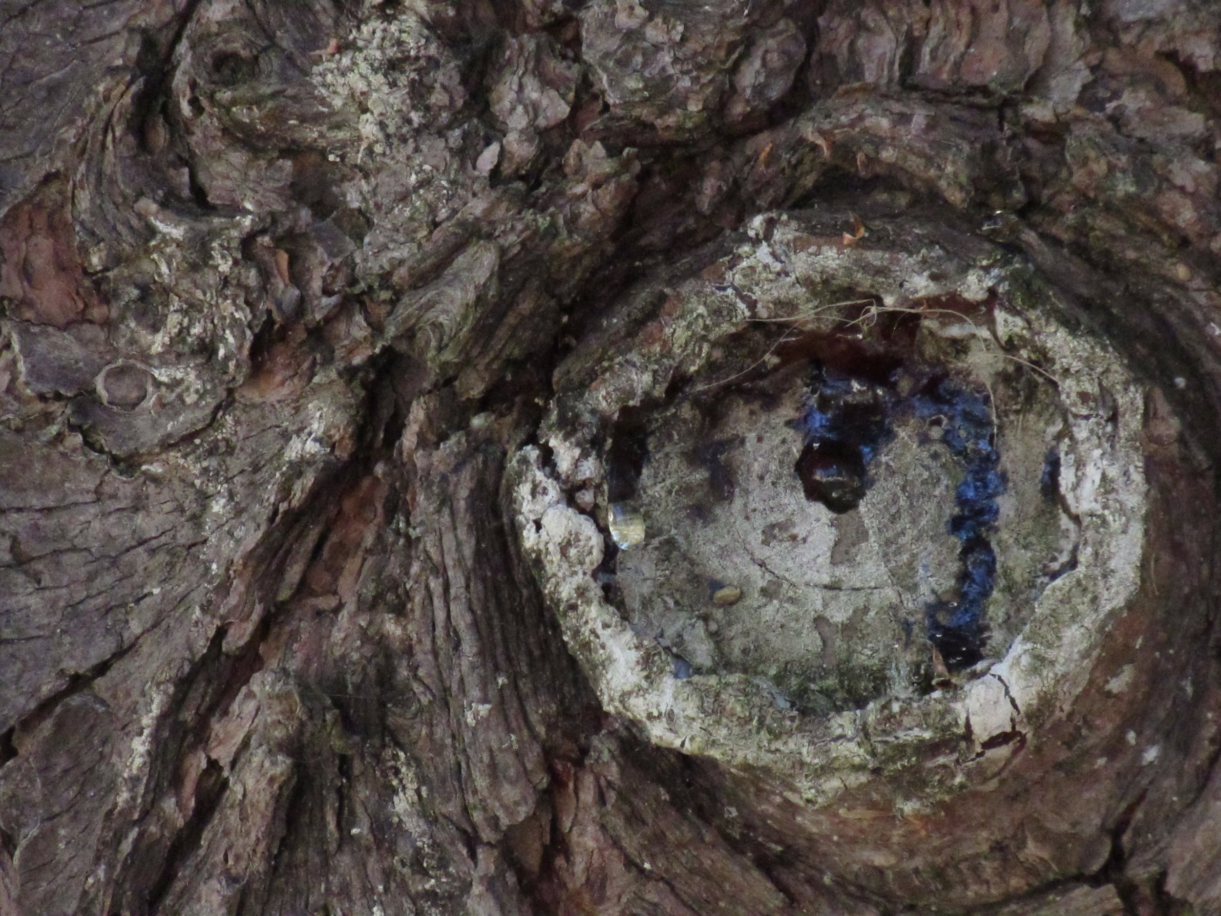 A large tree with a knot that looks like a wise man's eye