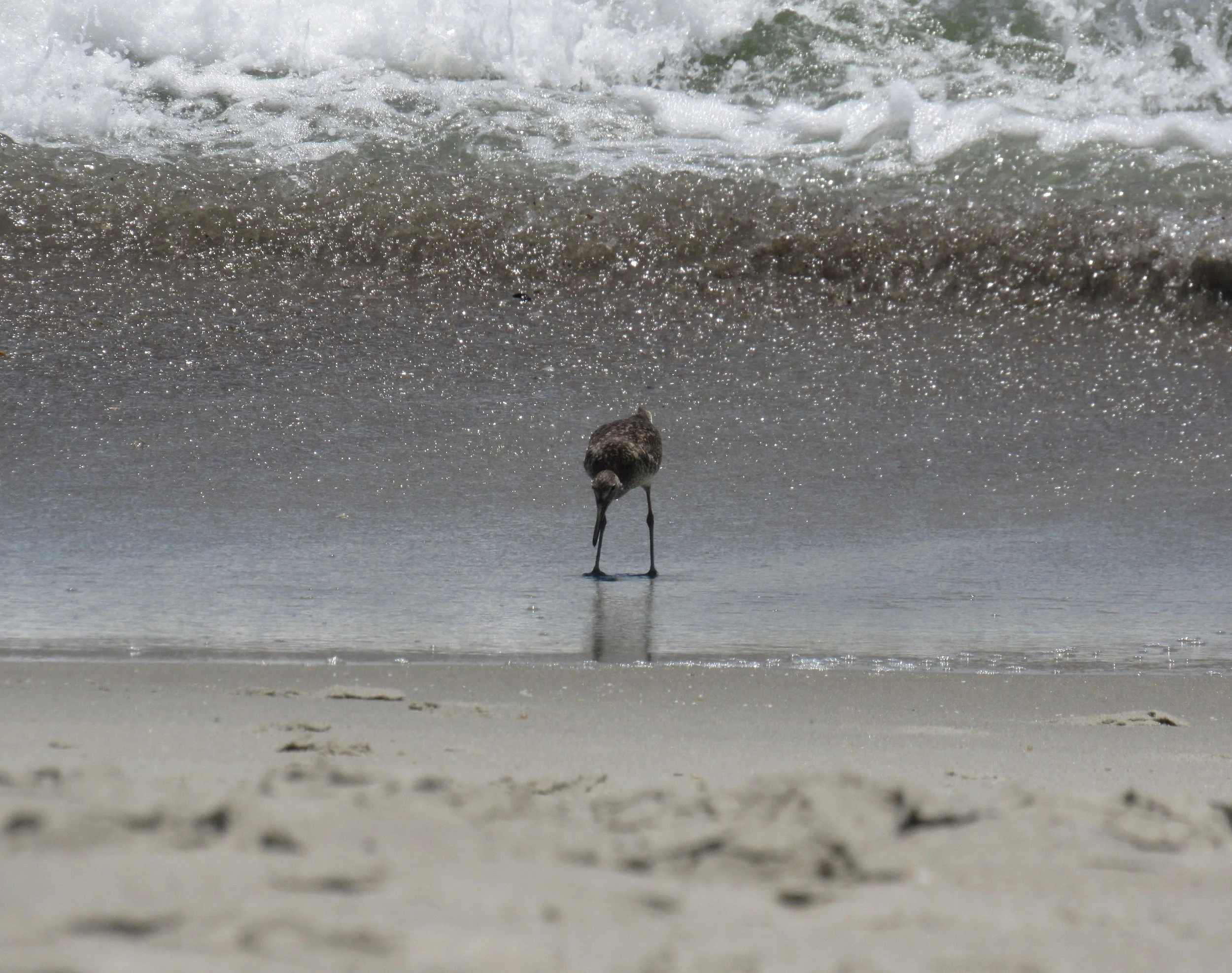 Sandpiper
