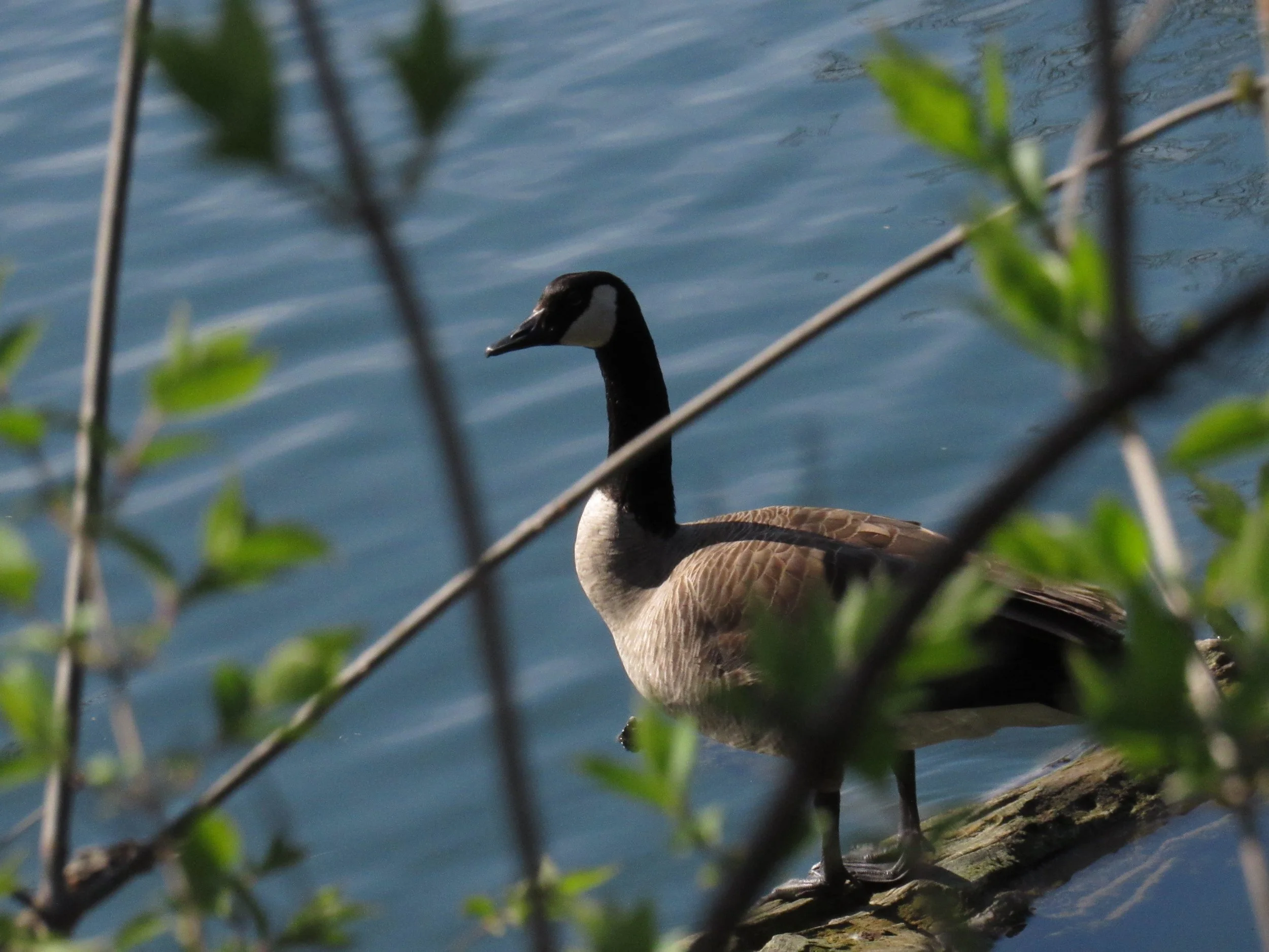 Canadian Goose
