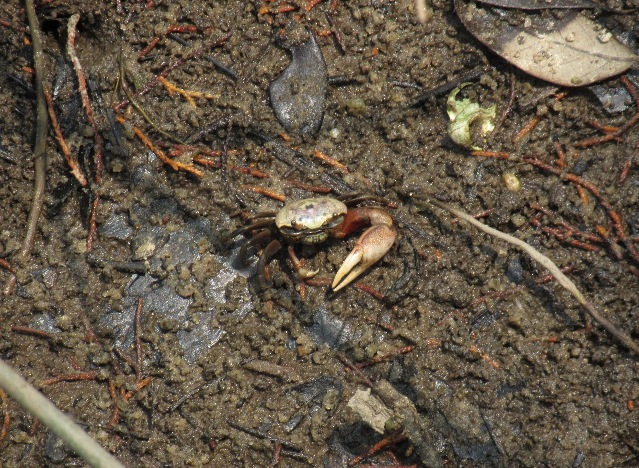 Fiddler Crab