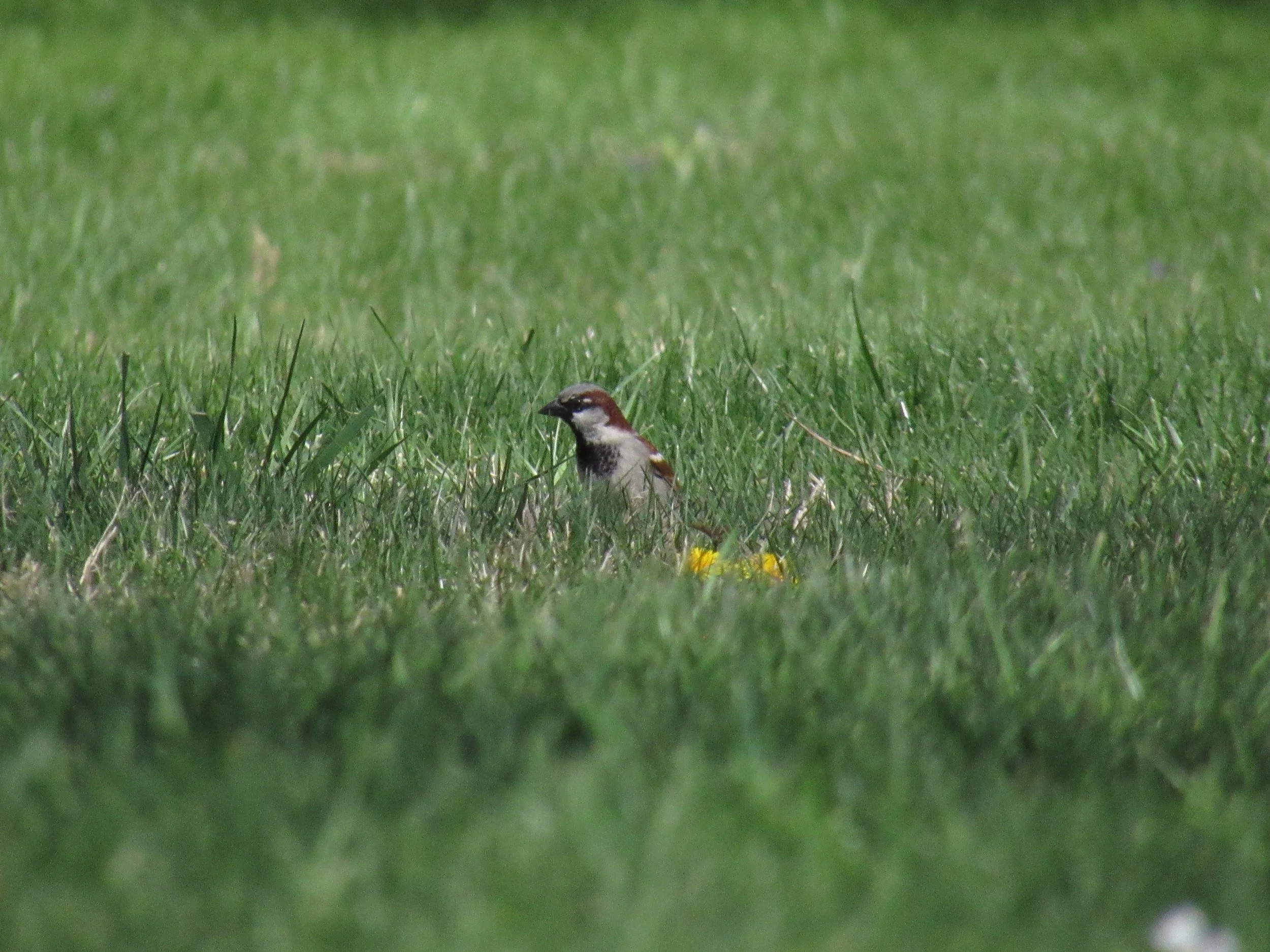 Male House Sparrow