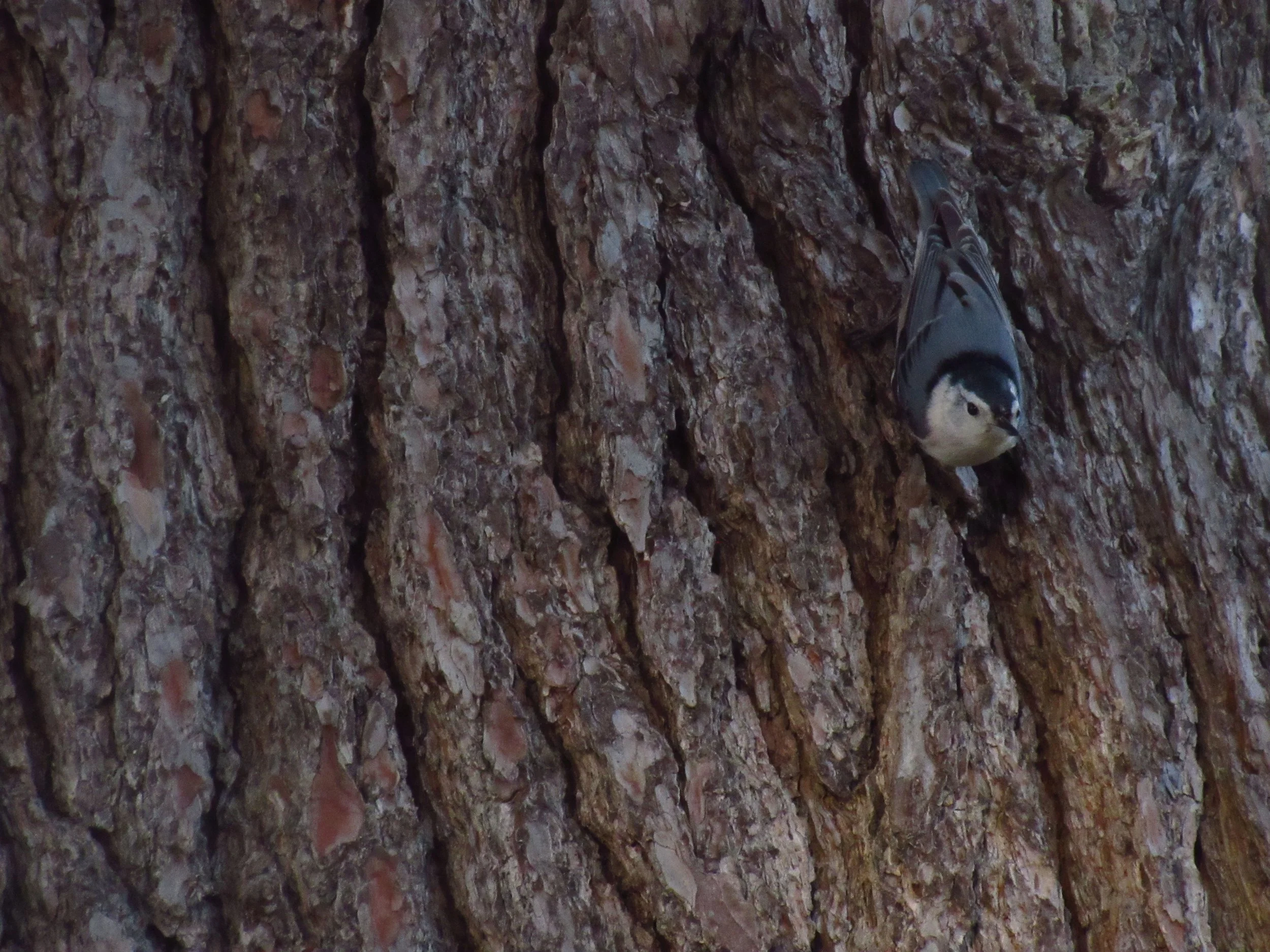 White-breasted Nuthatch