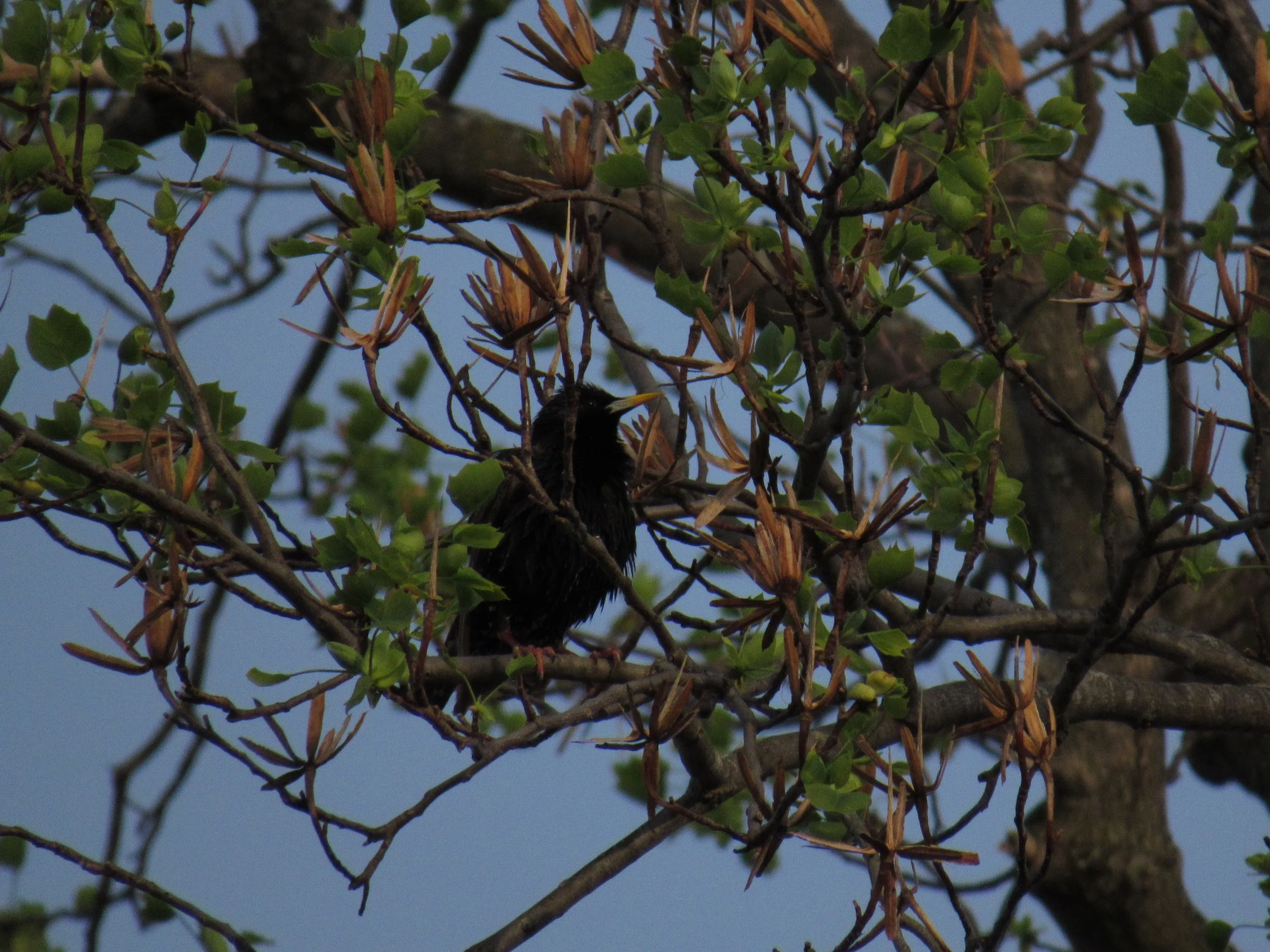 European Starling