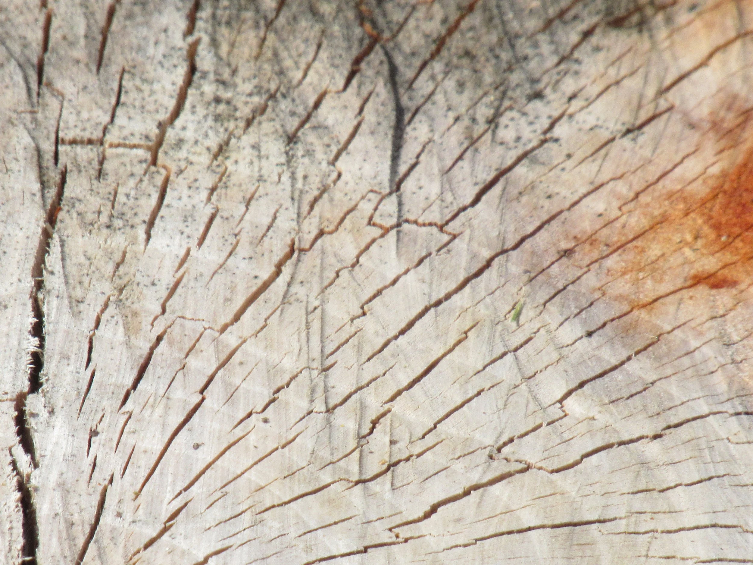 A tree stump