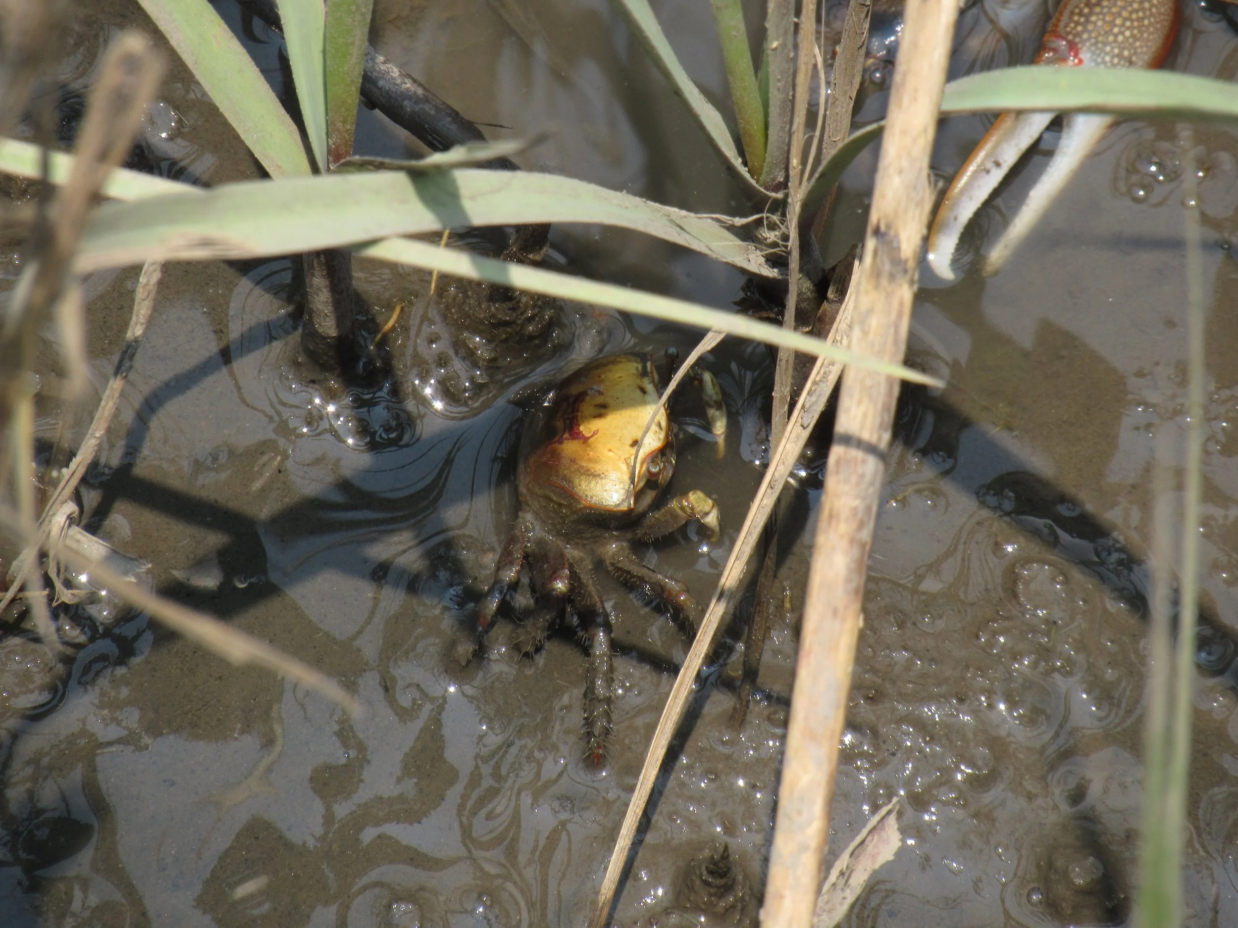 Marsh or mud crab
