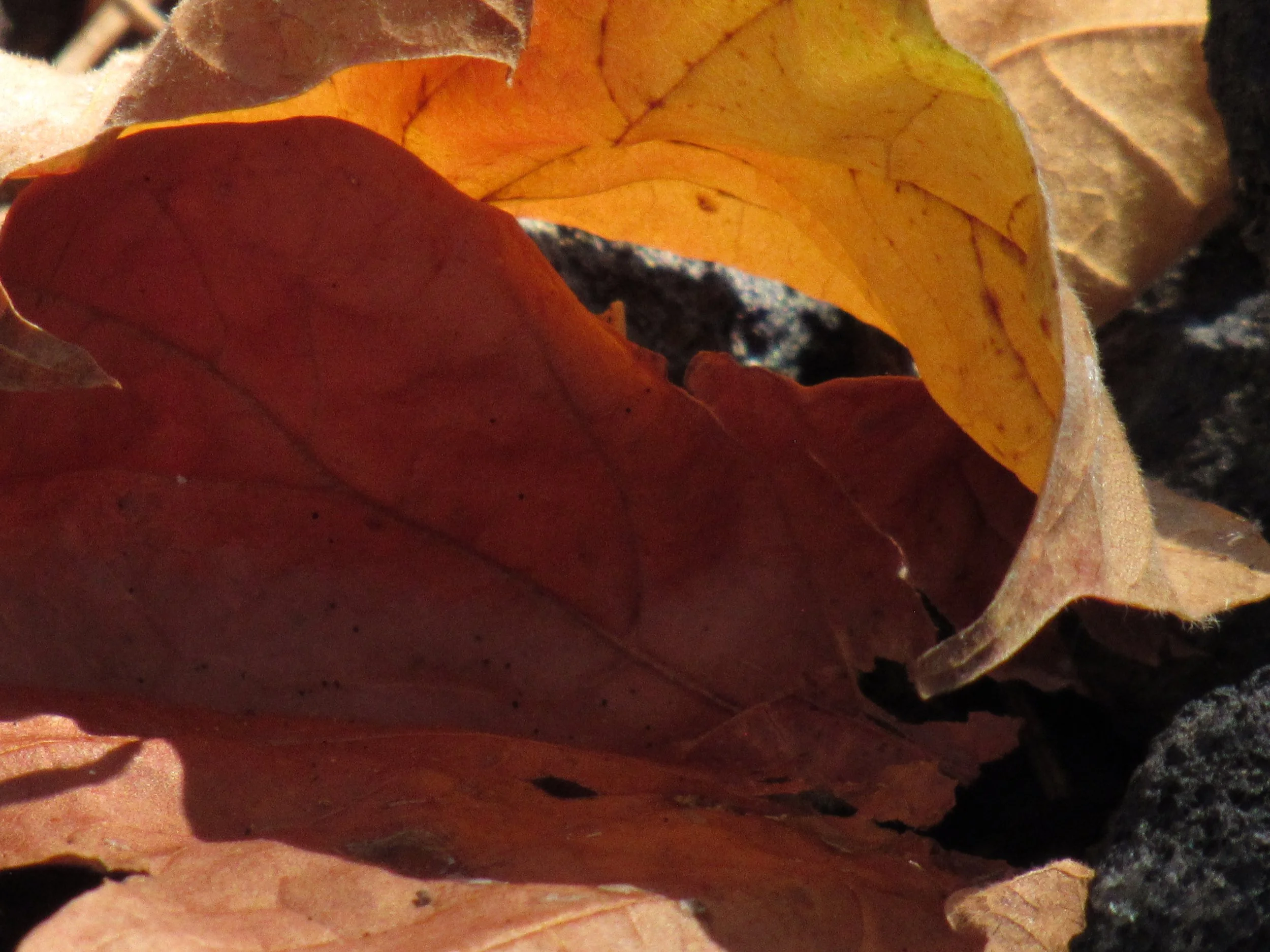 Leaves