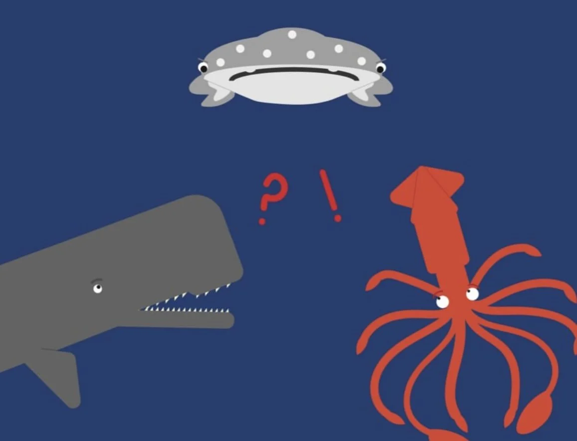 Sperm Whale and Colossal Squid Part 2