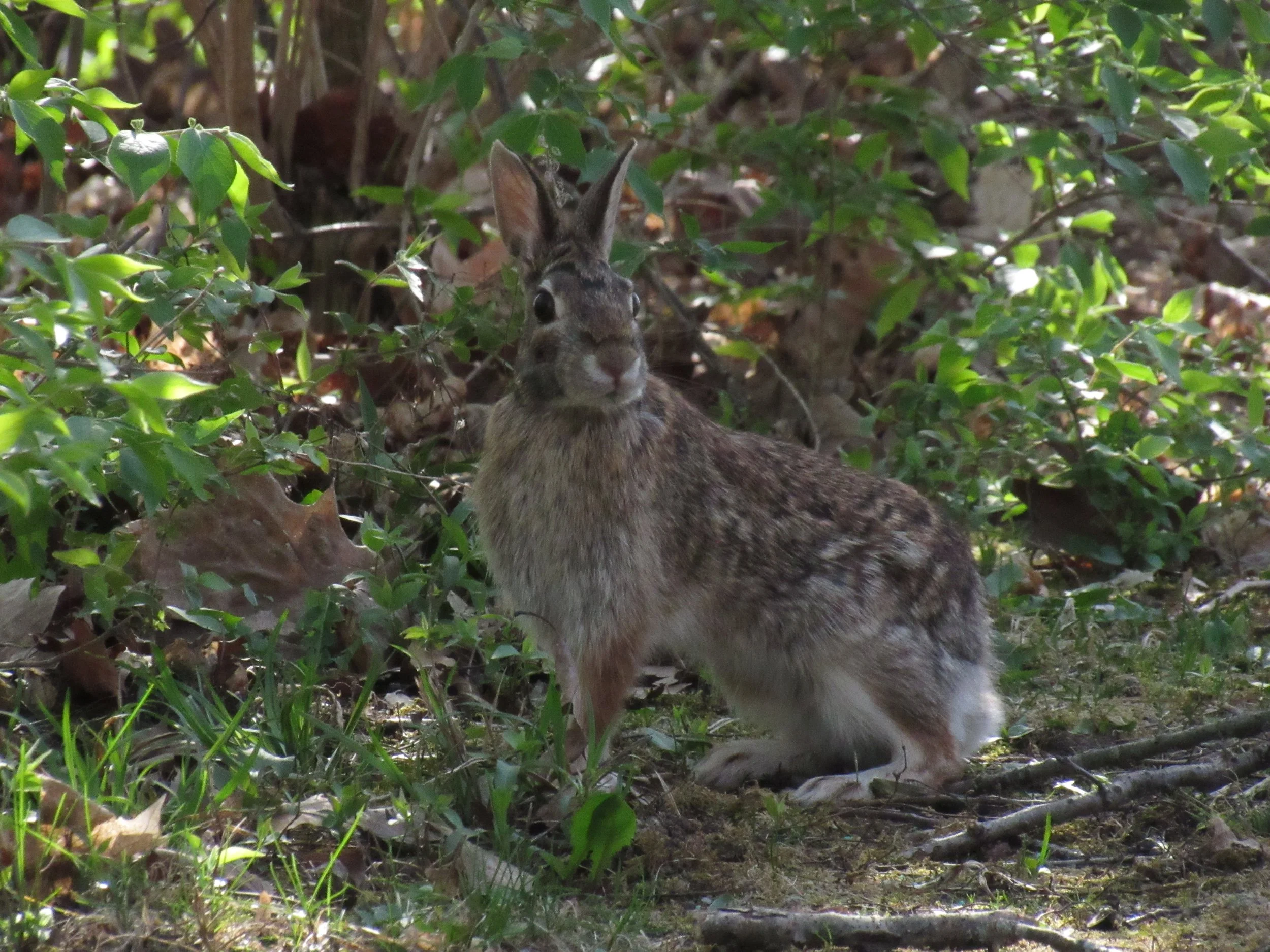 Rabbit