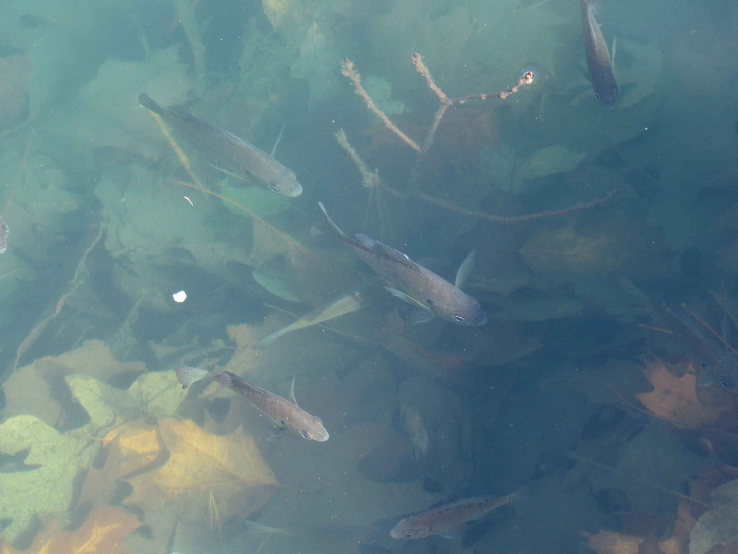 Fish in Lake Sno-Tip