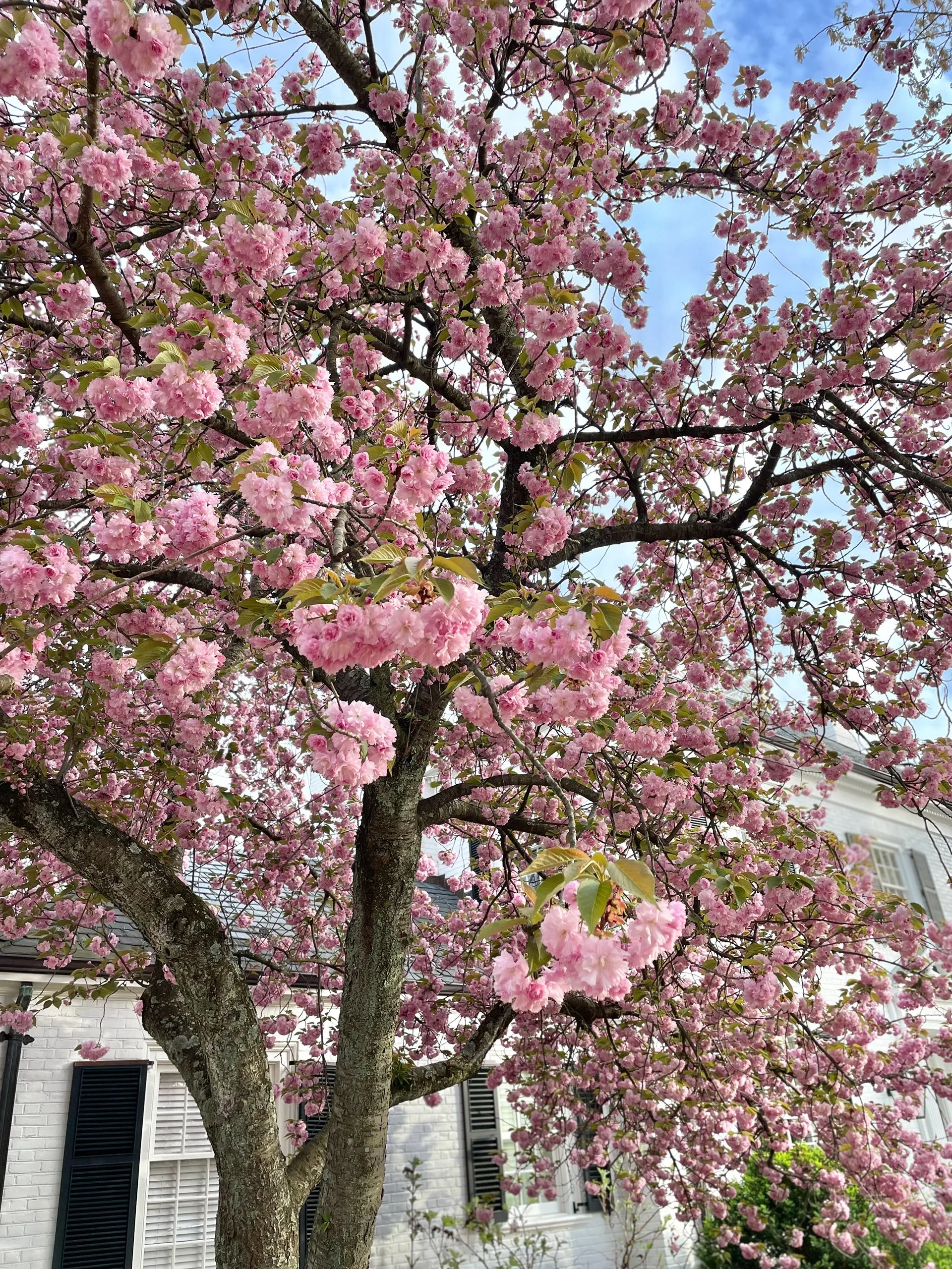 Spring bloomings