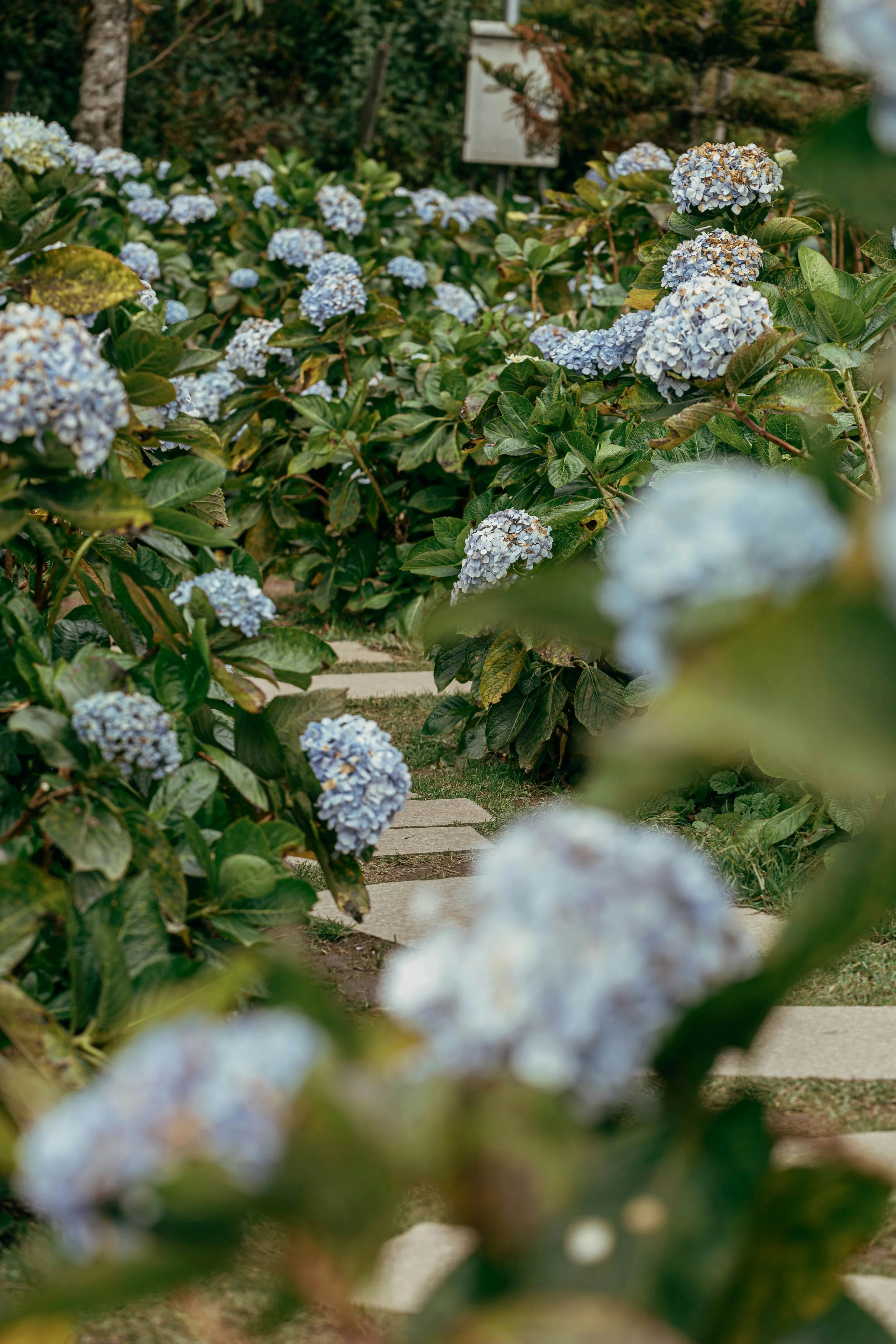 A garden with blue hydrangea flowers along a pathway, with trees and a sign in the background.
