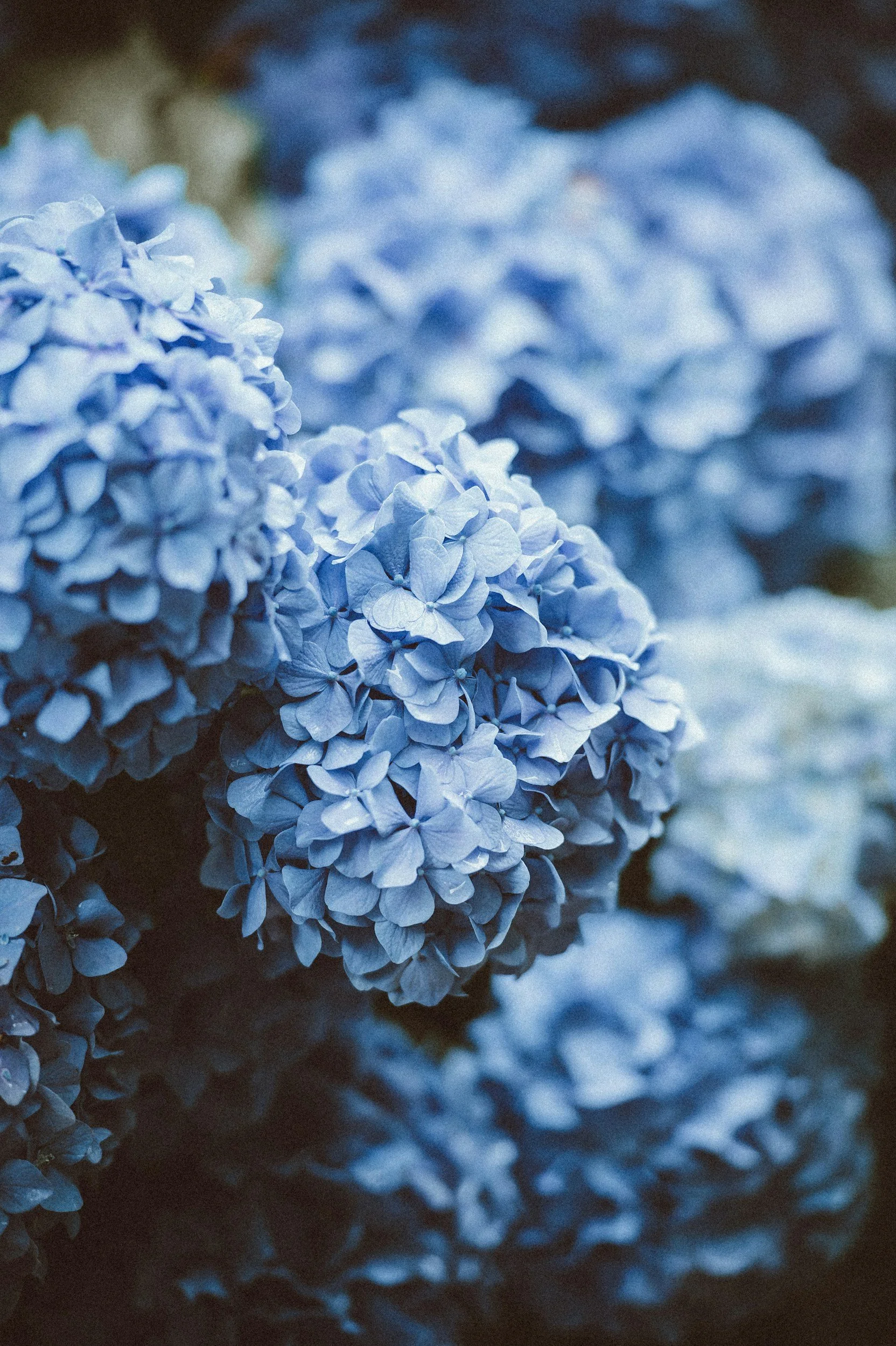 Close-up of blue hydrangea flowers with blurred background.