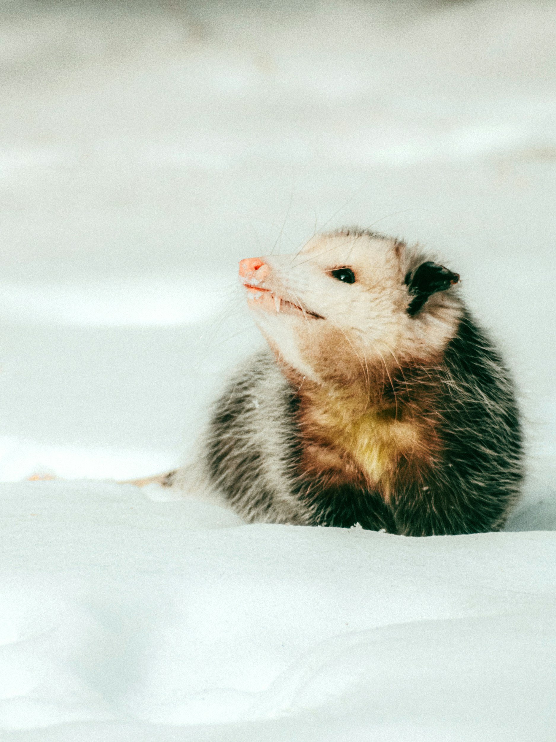 A ferret with a light-colored face and dark eyes, lying on a white surface with a plain background.