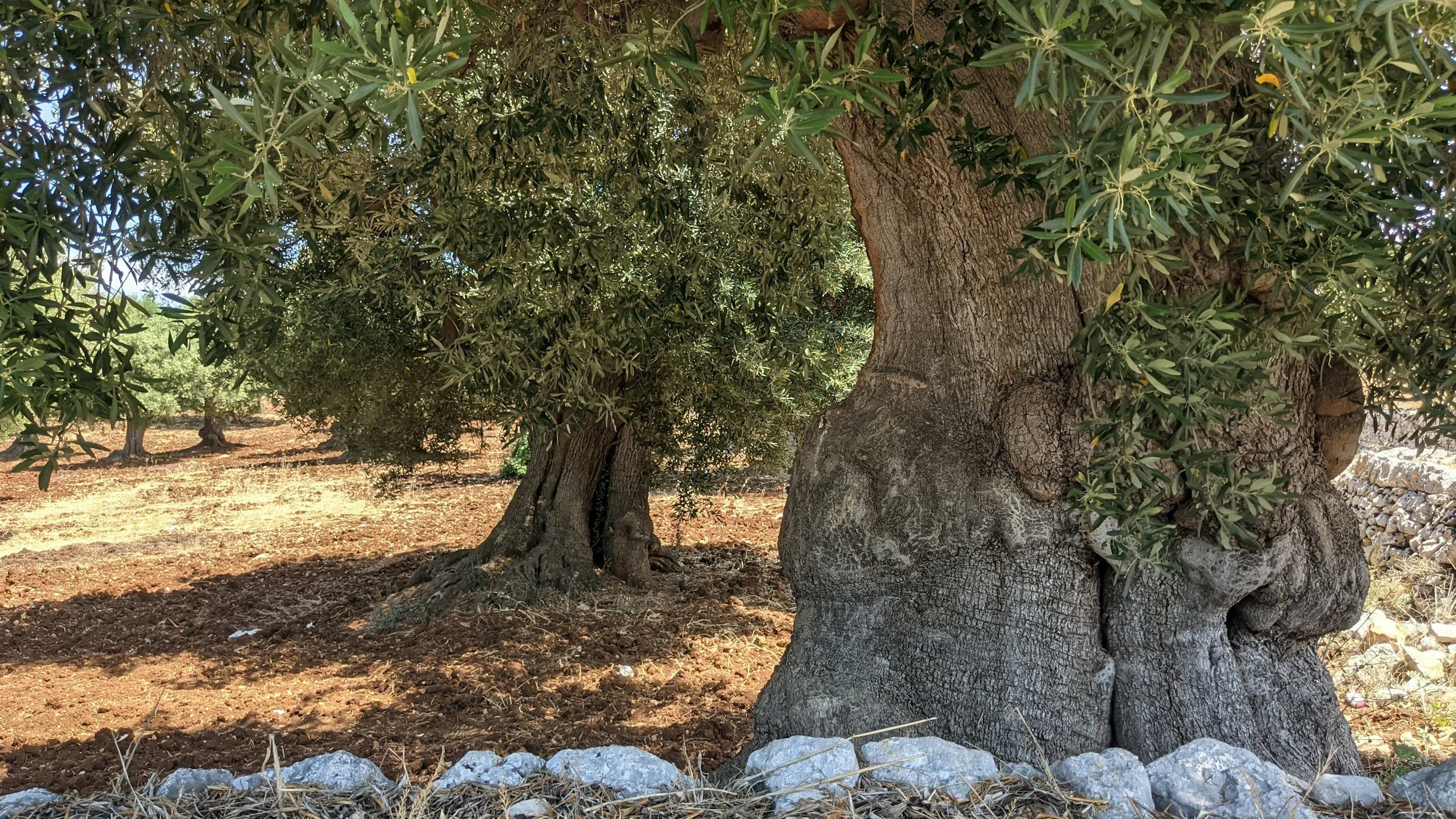 Typical Olive Groves