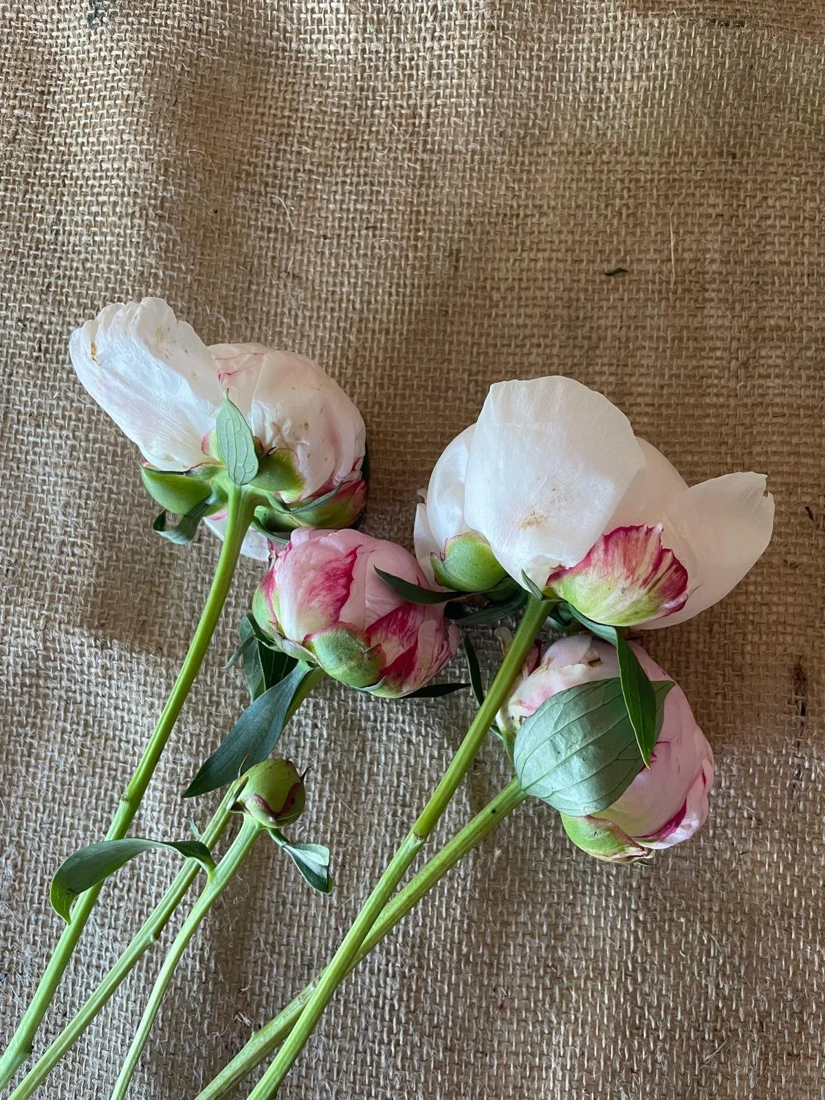 A close-up photo of pink and white peony flowers with green stems and leaves, lying on a textured burlap fabric background.
